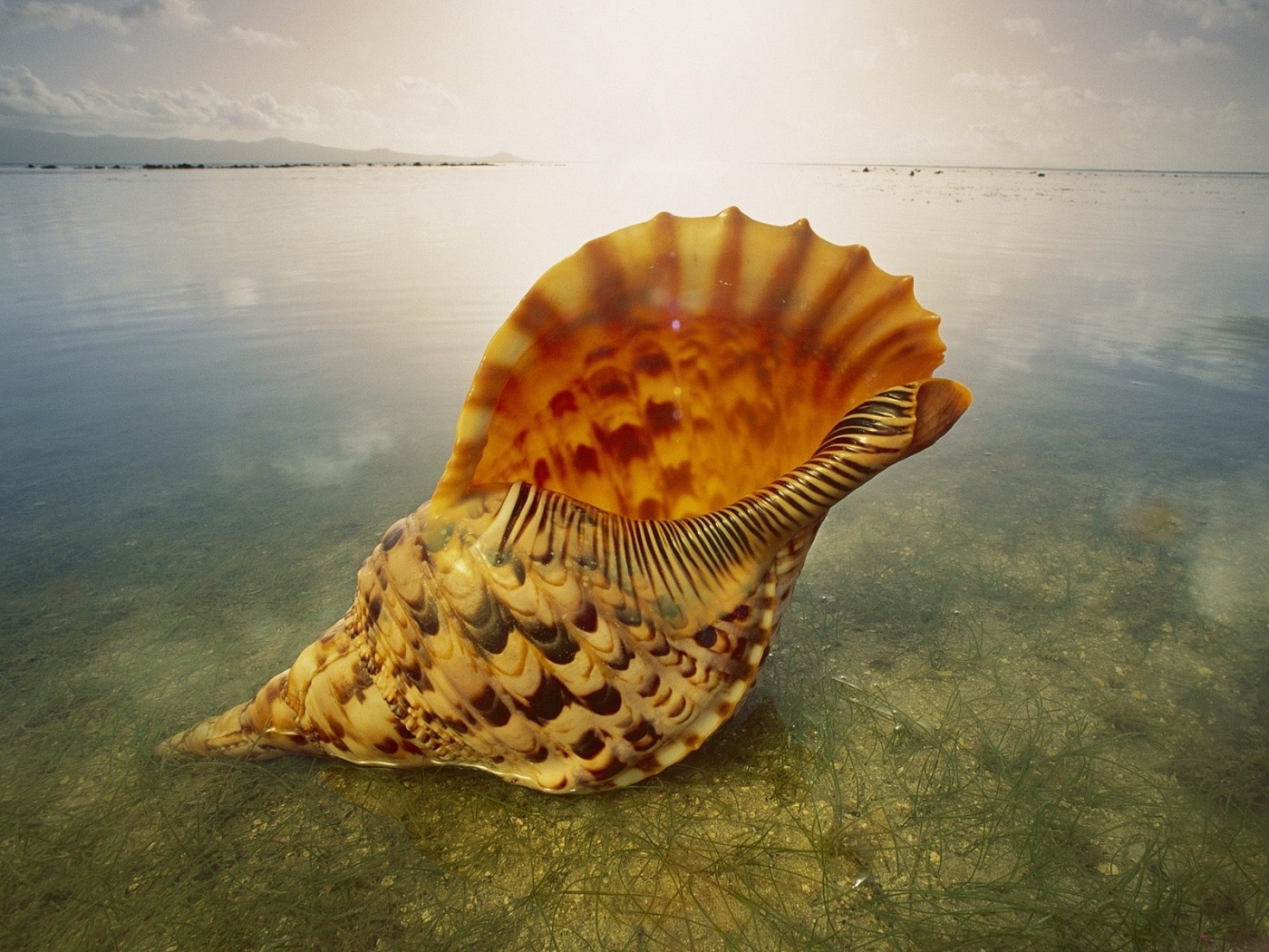 42414 Hintergrundbild herunterladen sea, shells - Bildschirmschoner und Bilder kostenlos