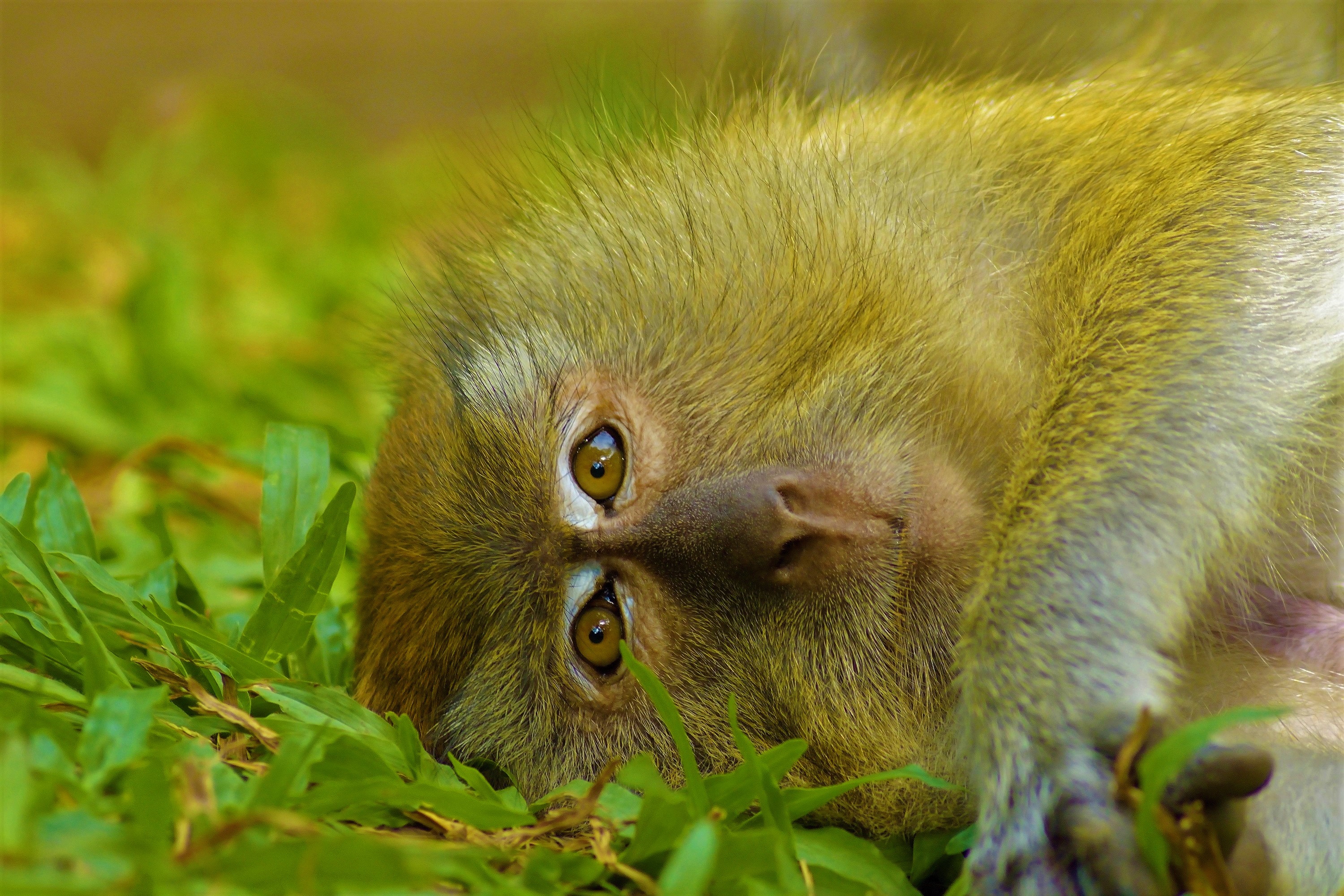 418561 Bild herunterladen tiere, japanmakak, makaken, affen - Hintergrundbilder und Bildschirmschoner kostenlos