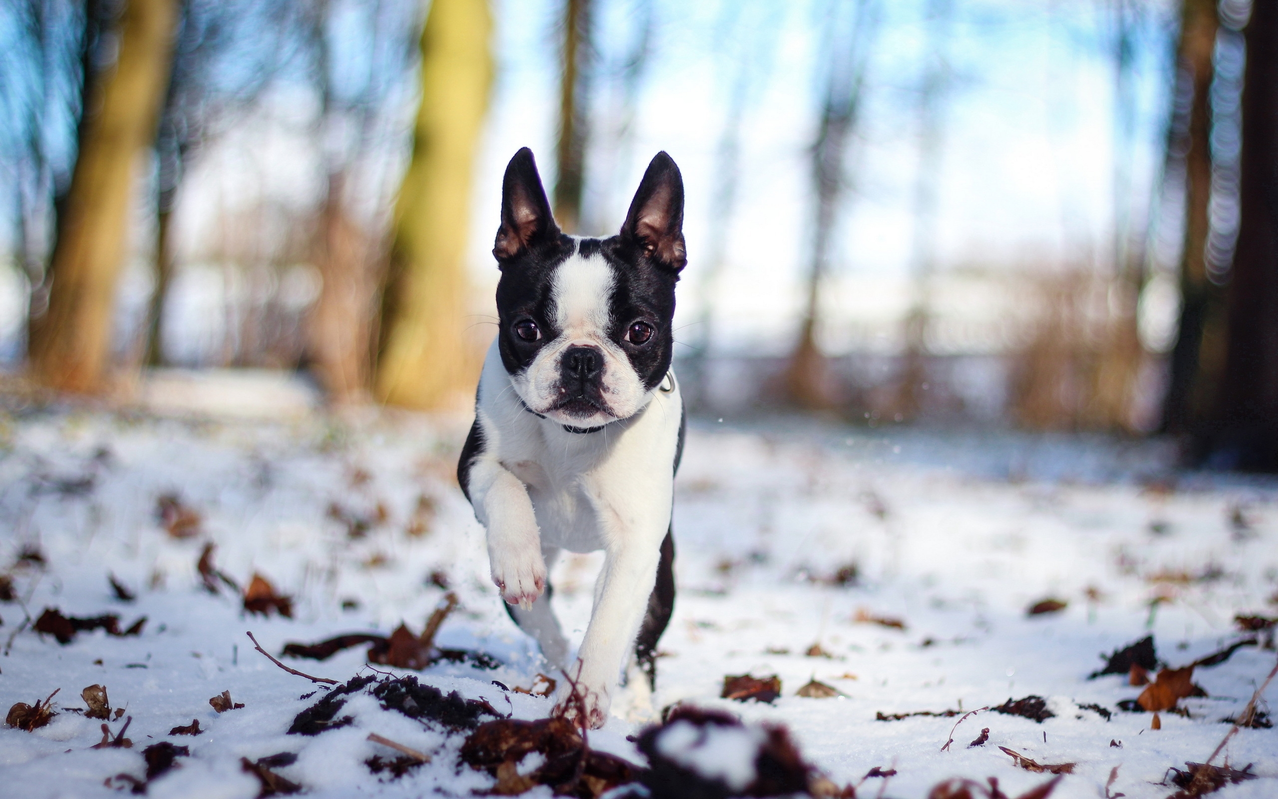 Boston Terrier HD download for free