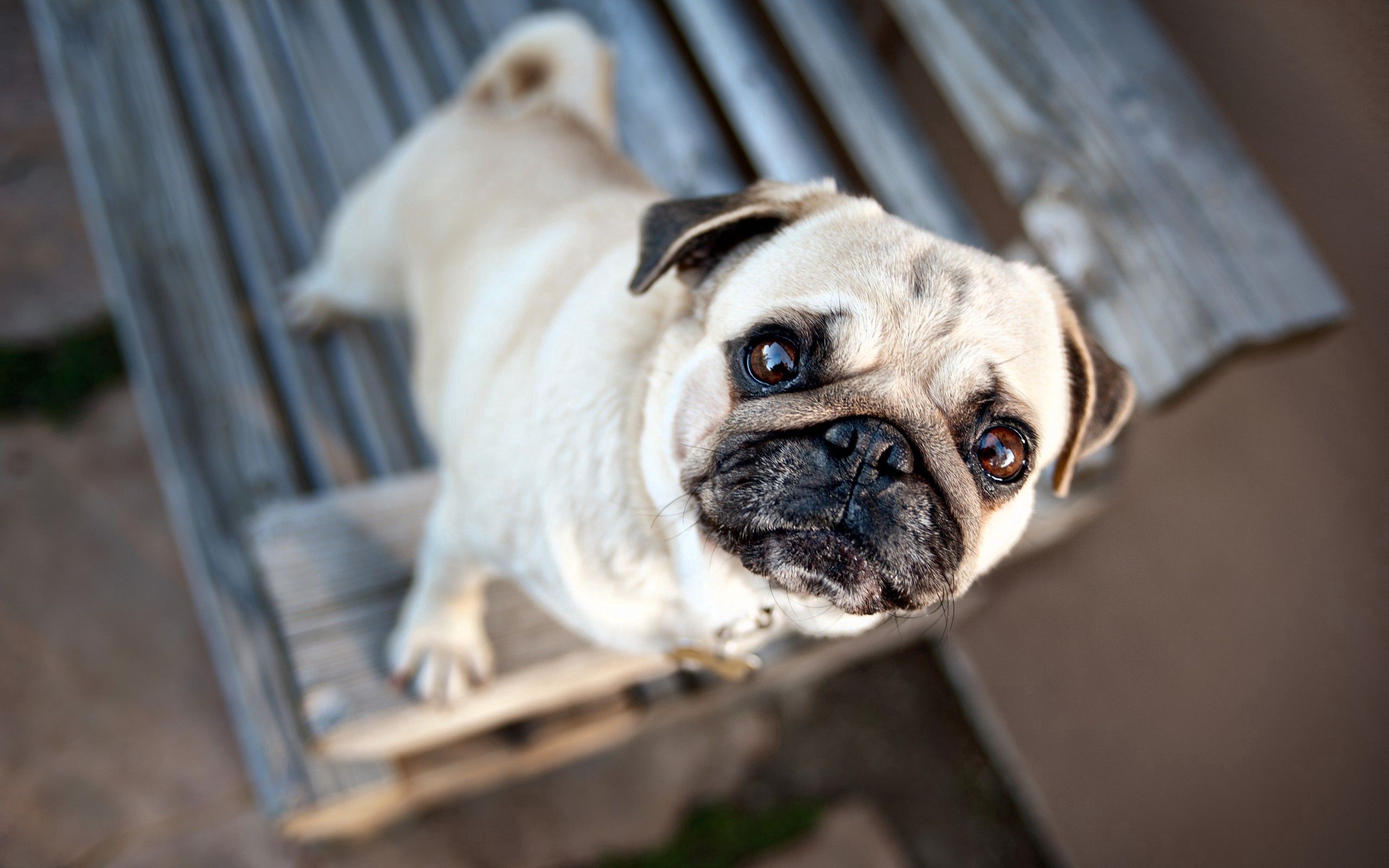 Download mobile wallpaper Muzzle, Animals, Waiting, Dog, Expectation, Puppy, Pug for free.
