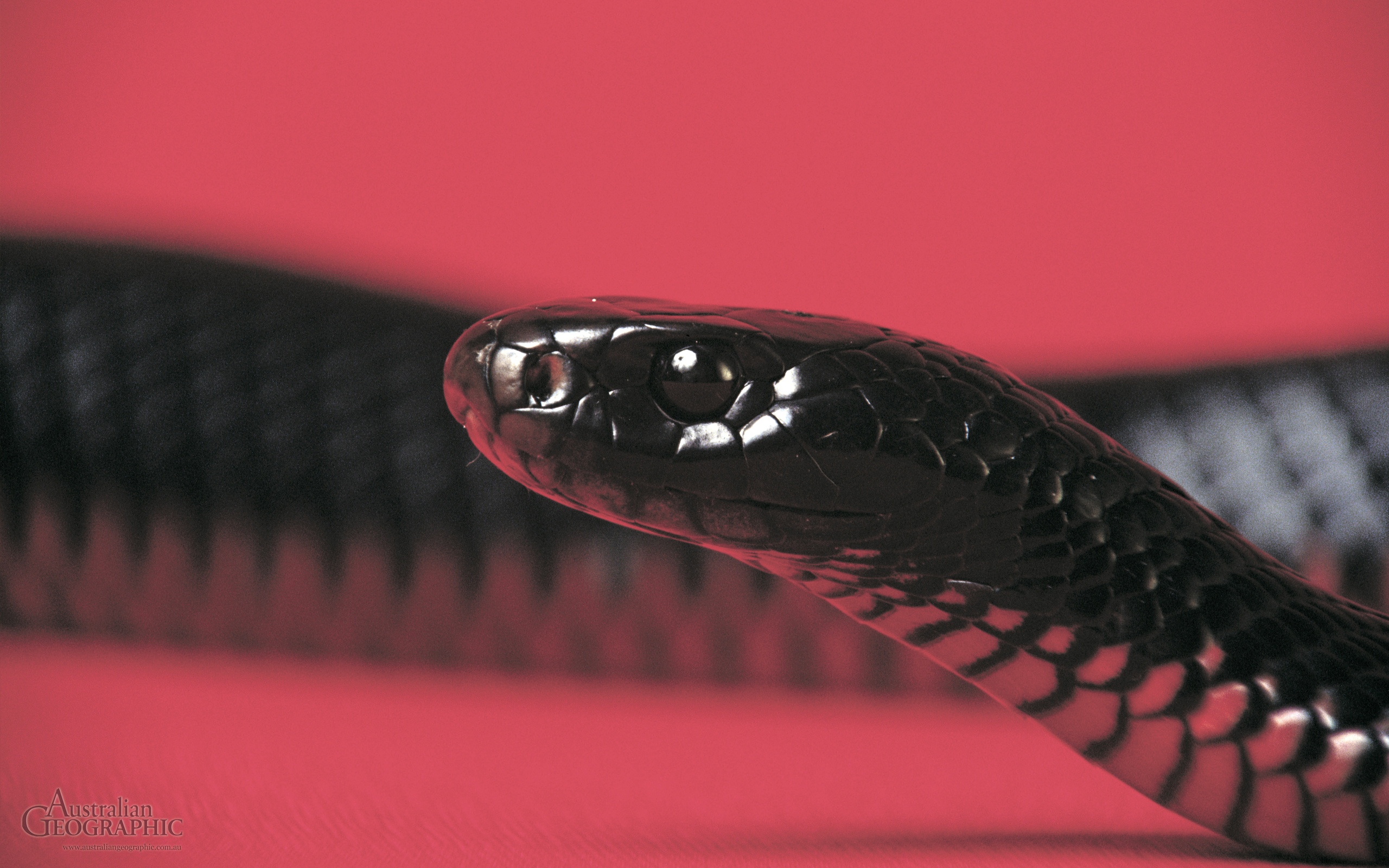 Download Red Bellied Black Snake wallpapers for mobile phone free Red  Bellied Black Snake HD pictures