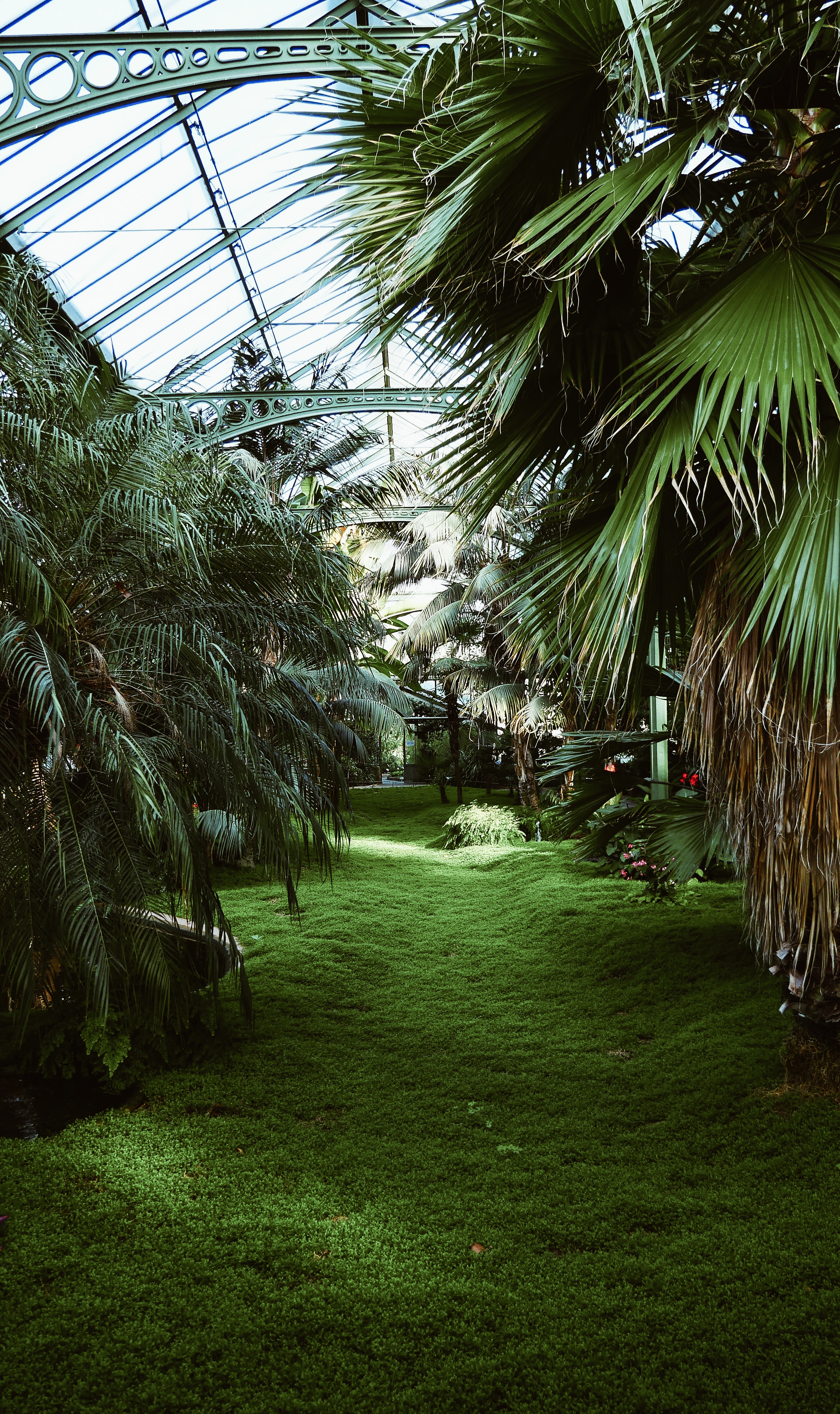 tropical, greenhouse, plants, palms, green, miscellanea, miscellaneous