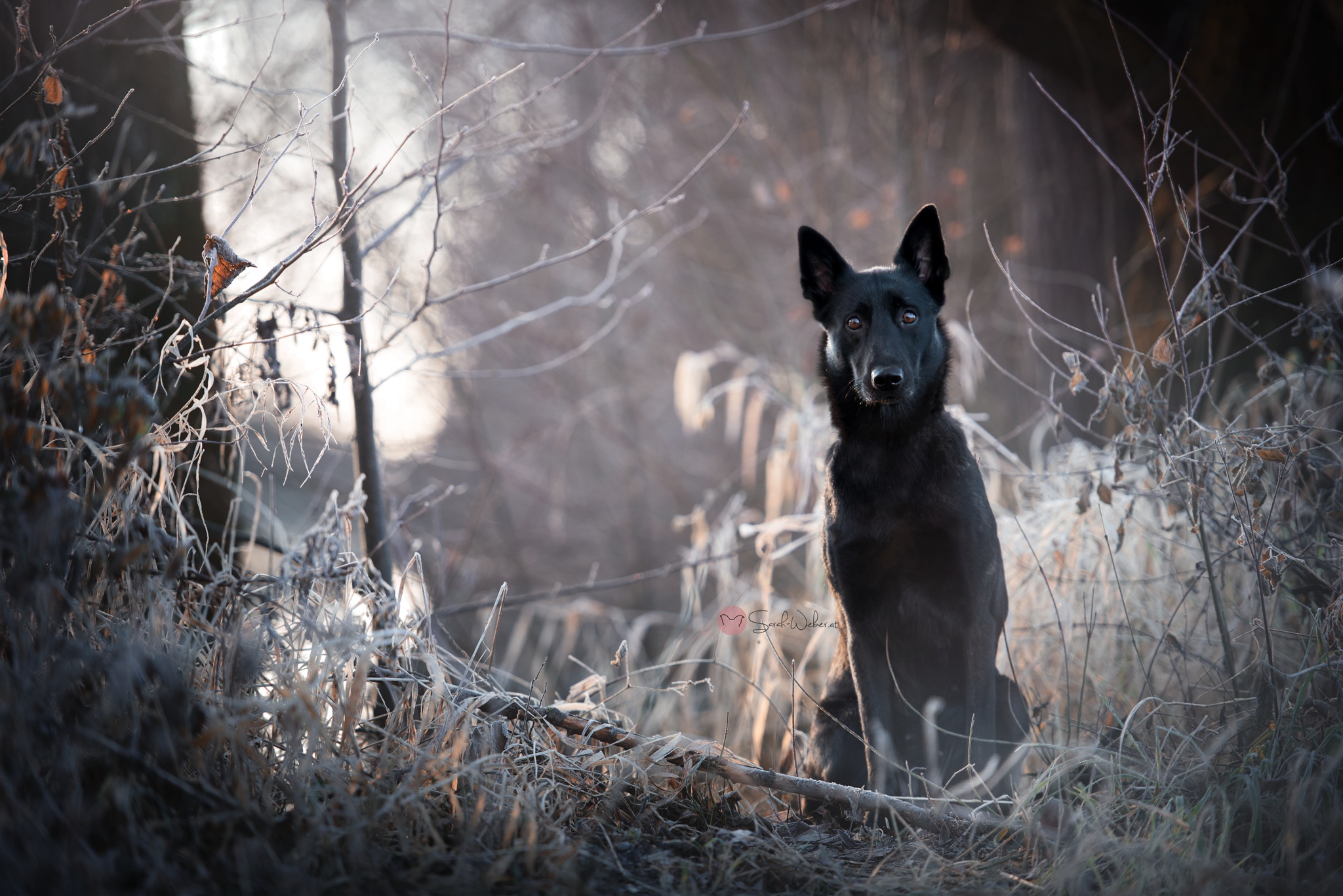 Черный пес в лесу