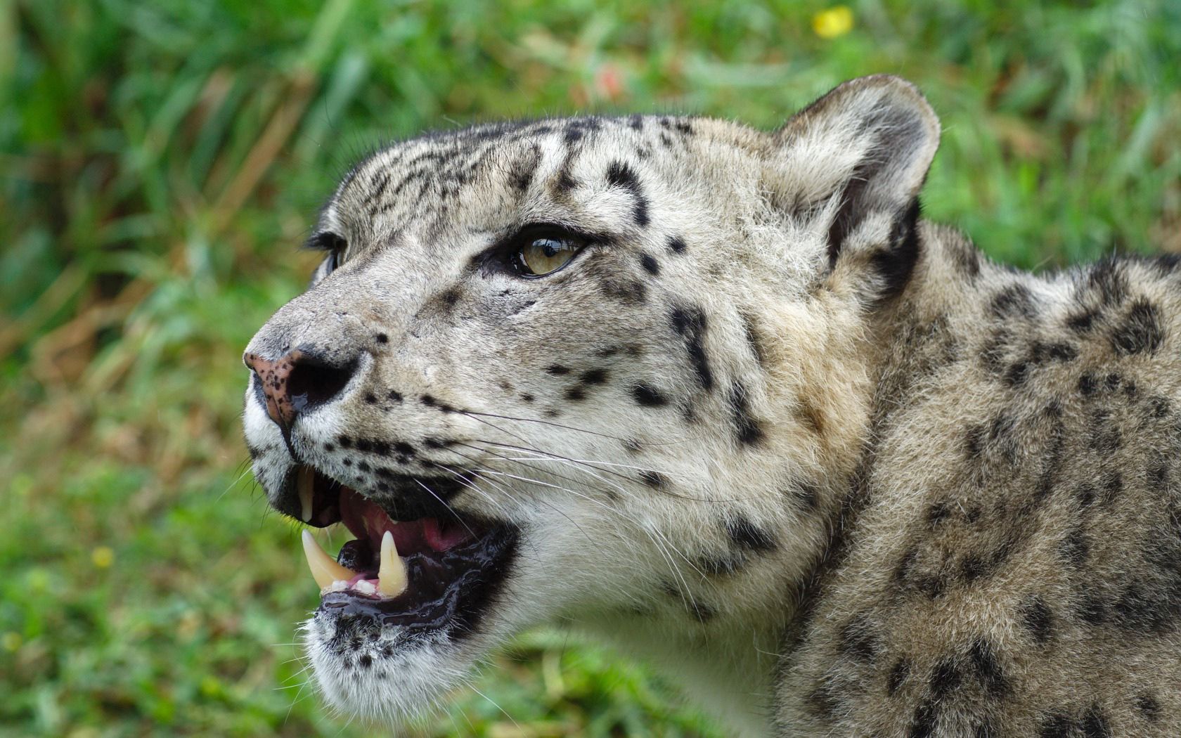 animals, snow leopard, muzzle, predator, irbis wallpaper for mobile