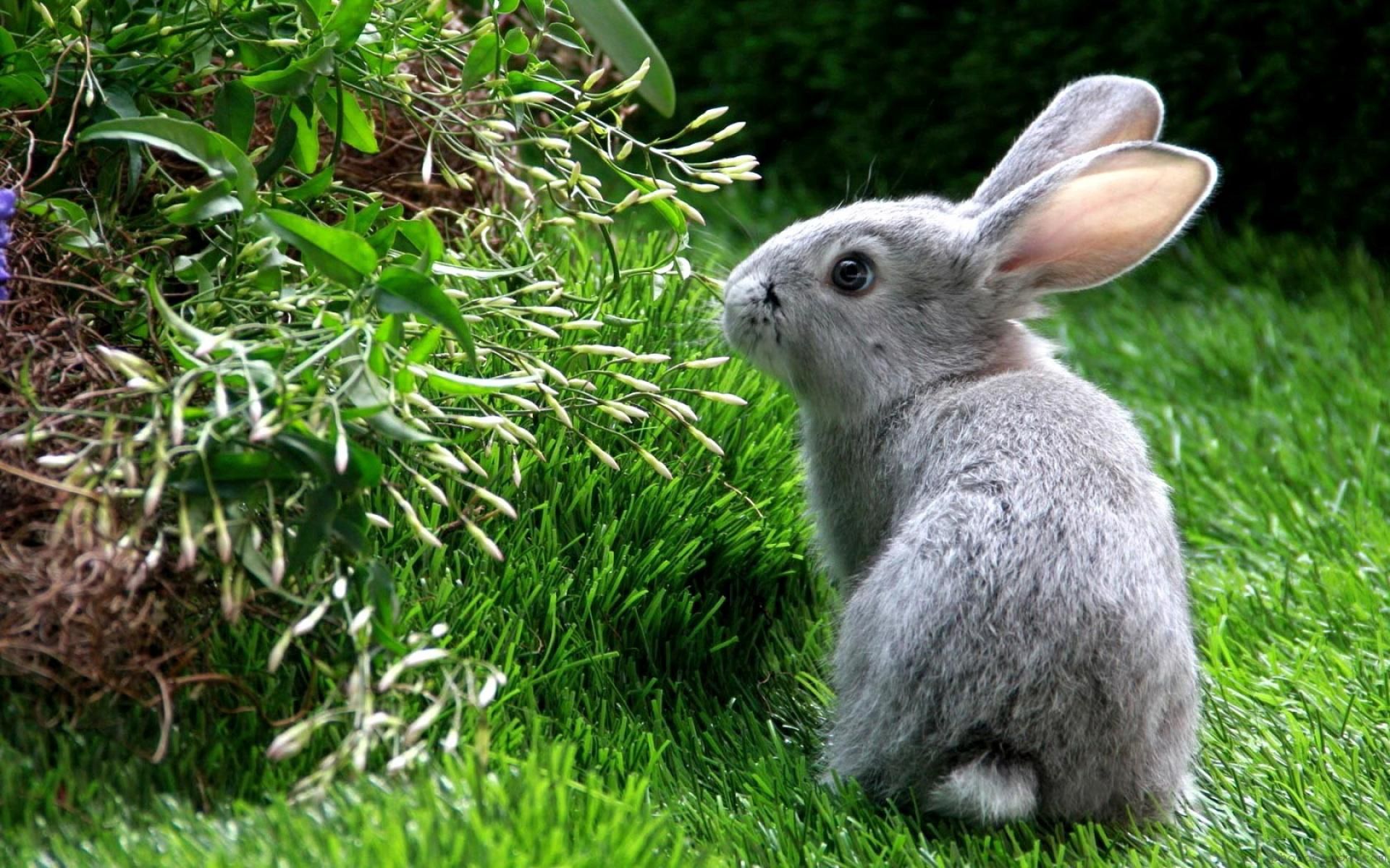Download mobile wallpaper Climb, Grass, Hare, Animals, Rabbit for free.