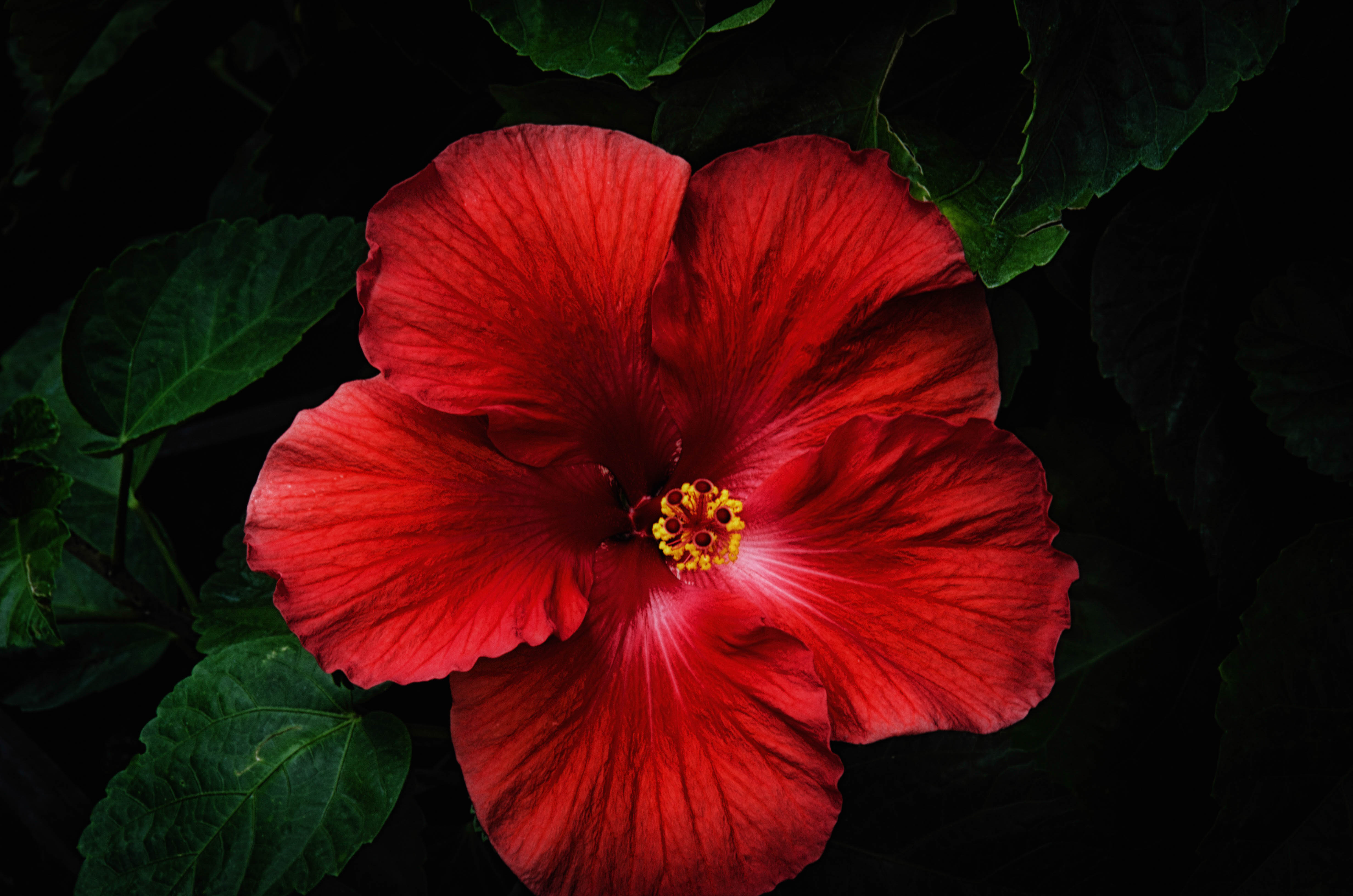 Download mobile wallpaper Flowers, Flower, Close Up, Earth, Hibiscus, Red Flower for free.