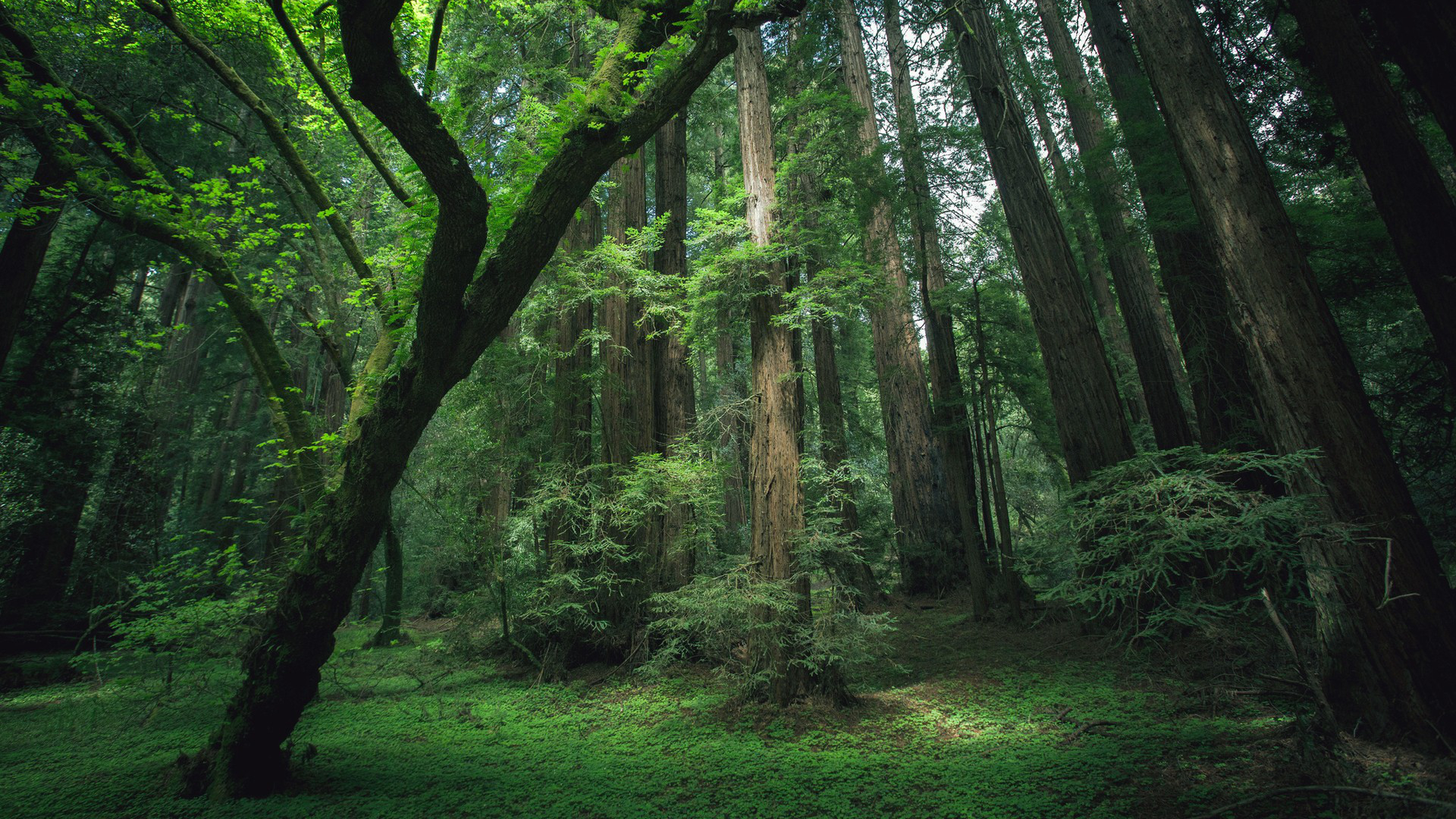 Джунгли лес высокое разрешение
