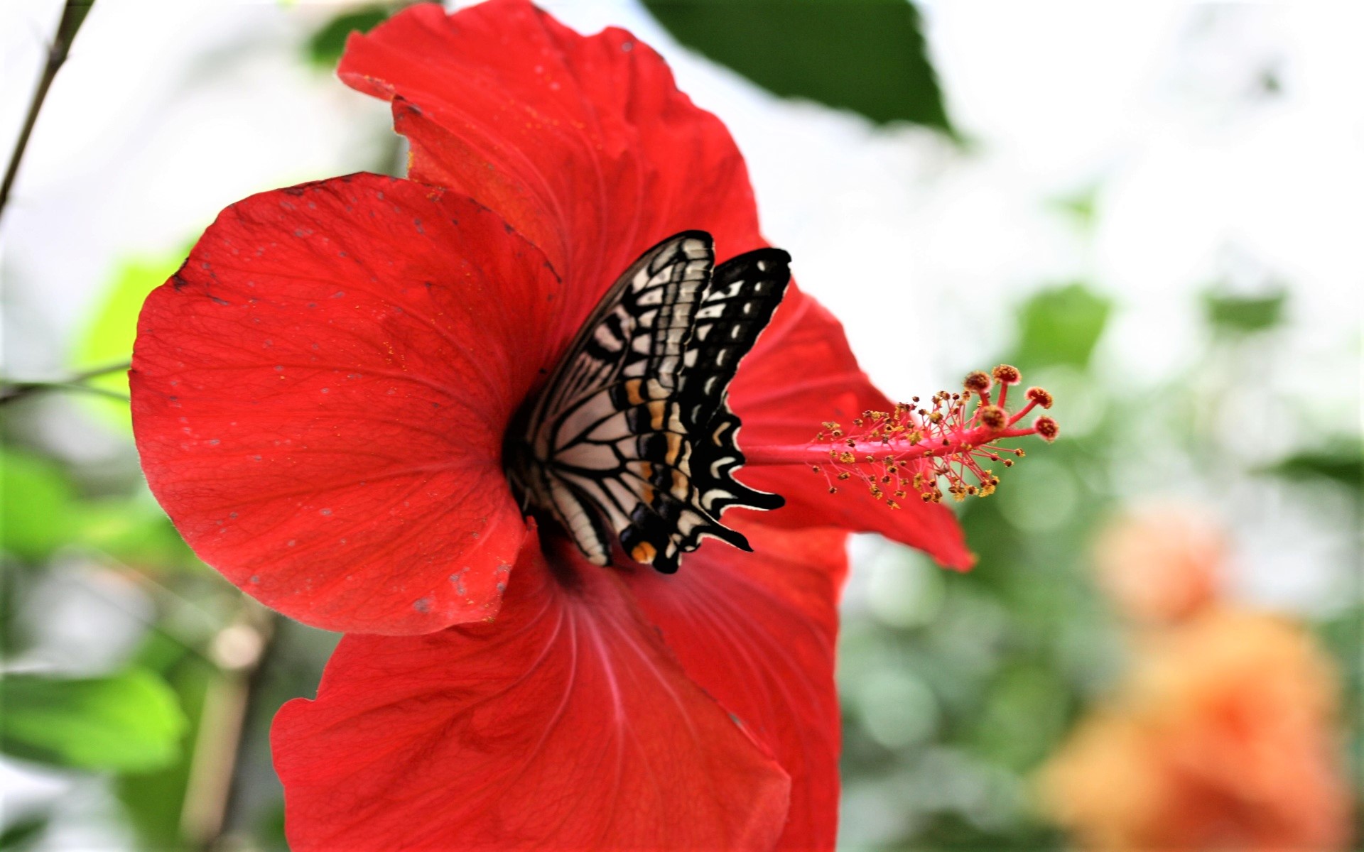 無料モバイル壁紙動物, 蝶, 花, ハイビスカスをダウンロードします。