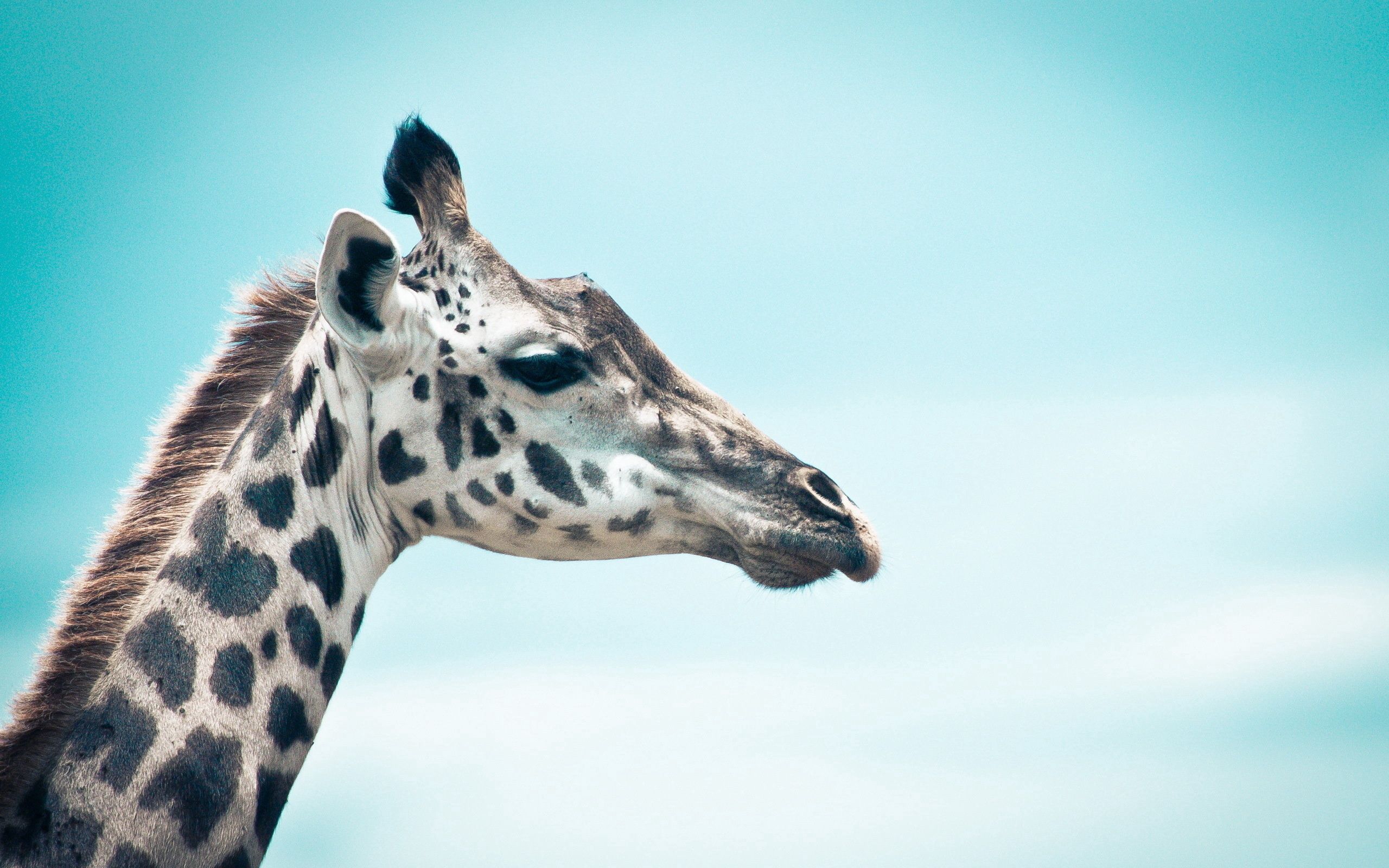 Laden Sie das Sky, Profil, Schnauze, Giraffe, Tiere-Bild kostenlos auf Ihren PC-Desktop herunter