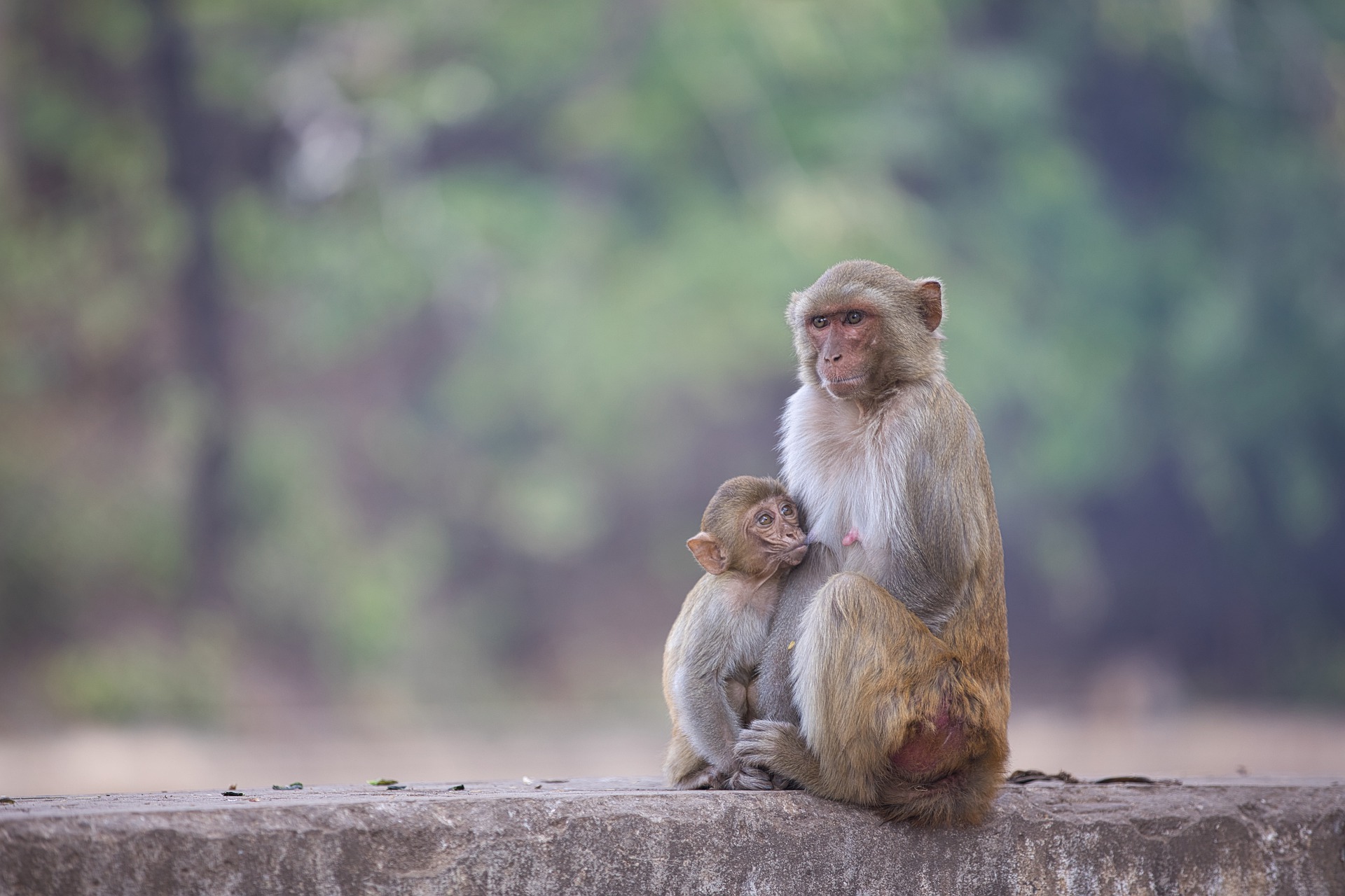 animal, macaque, baby animal, monkey, primate