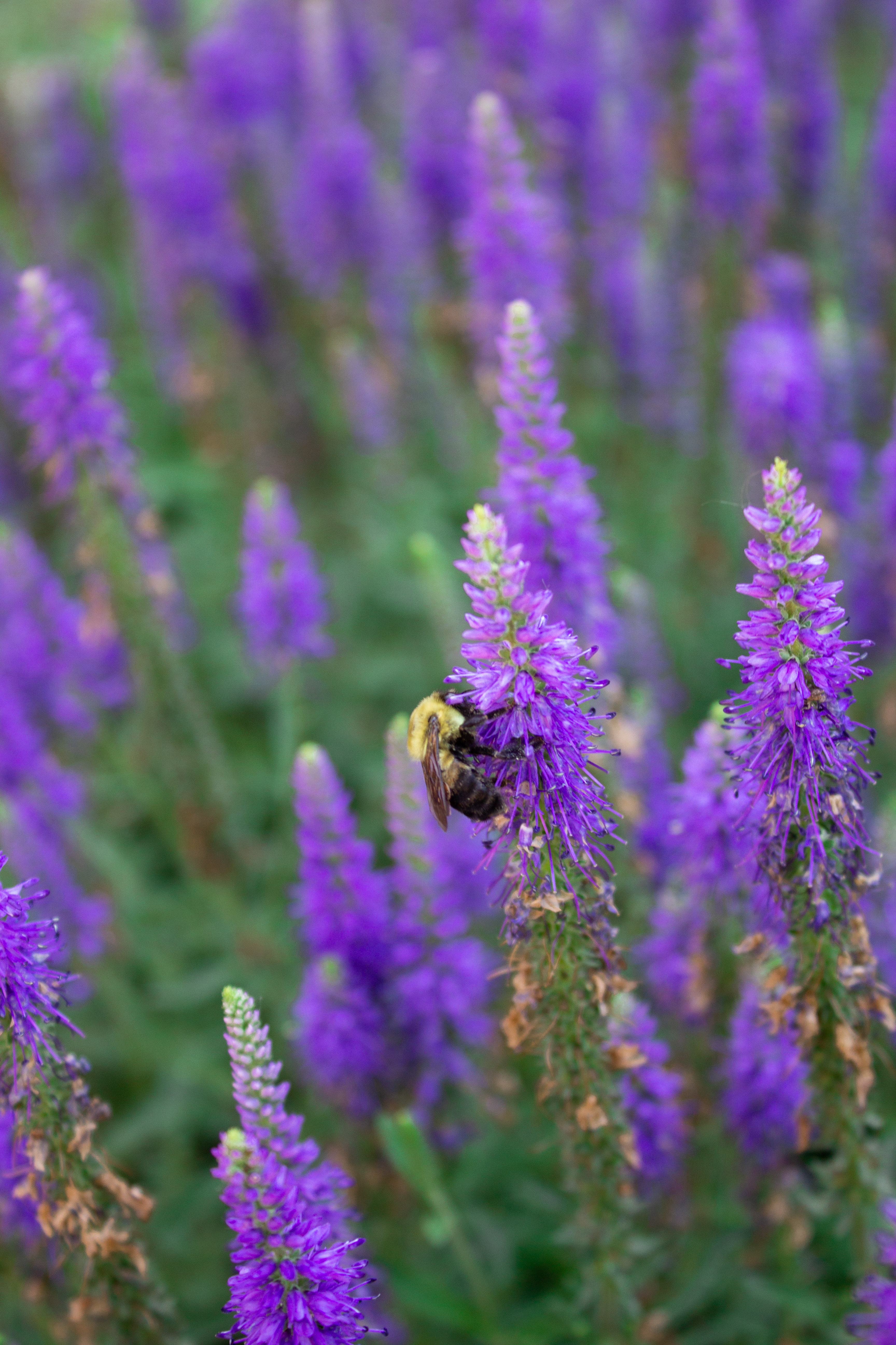 Laden Sie das Makro, Insekt, Biene, Tiere, Blumen-Bild kostenlos auf Ihren PC-Desktop herunter