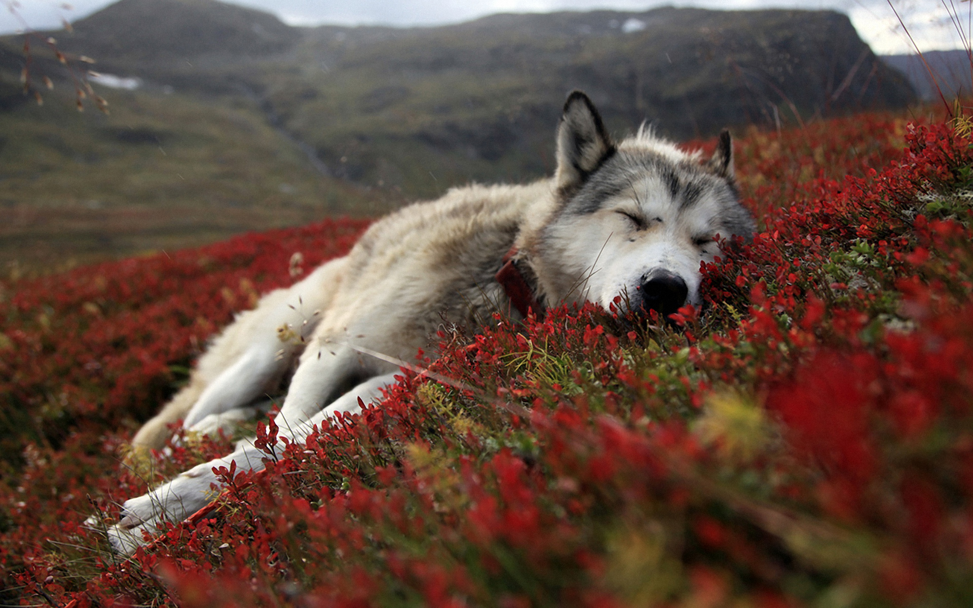 291952 télécharger l'image alaska, loup, animaux, wolves - fonds d'écran et économiseurs d'écran gratuits