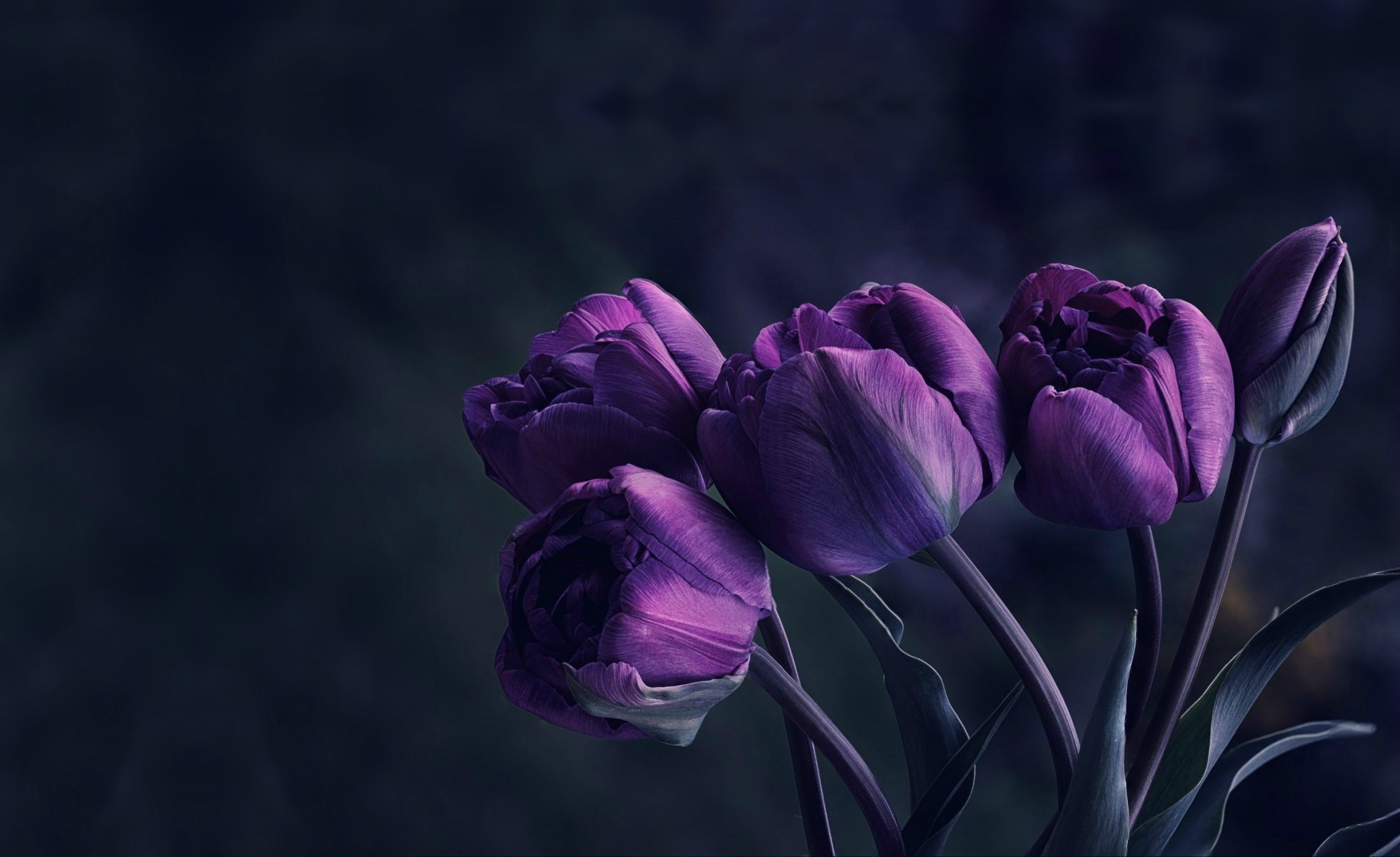 Фиолетовые цветы на черном фоне