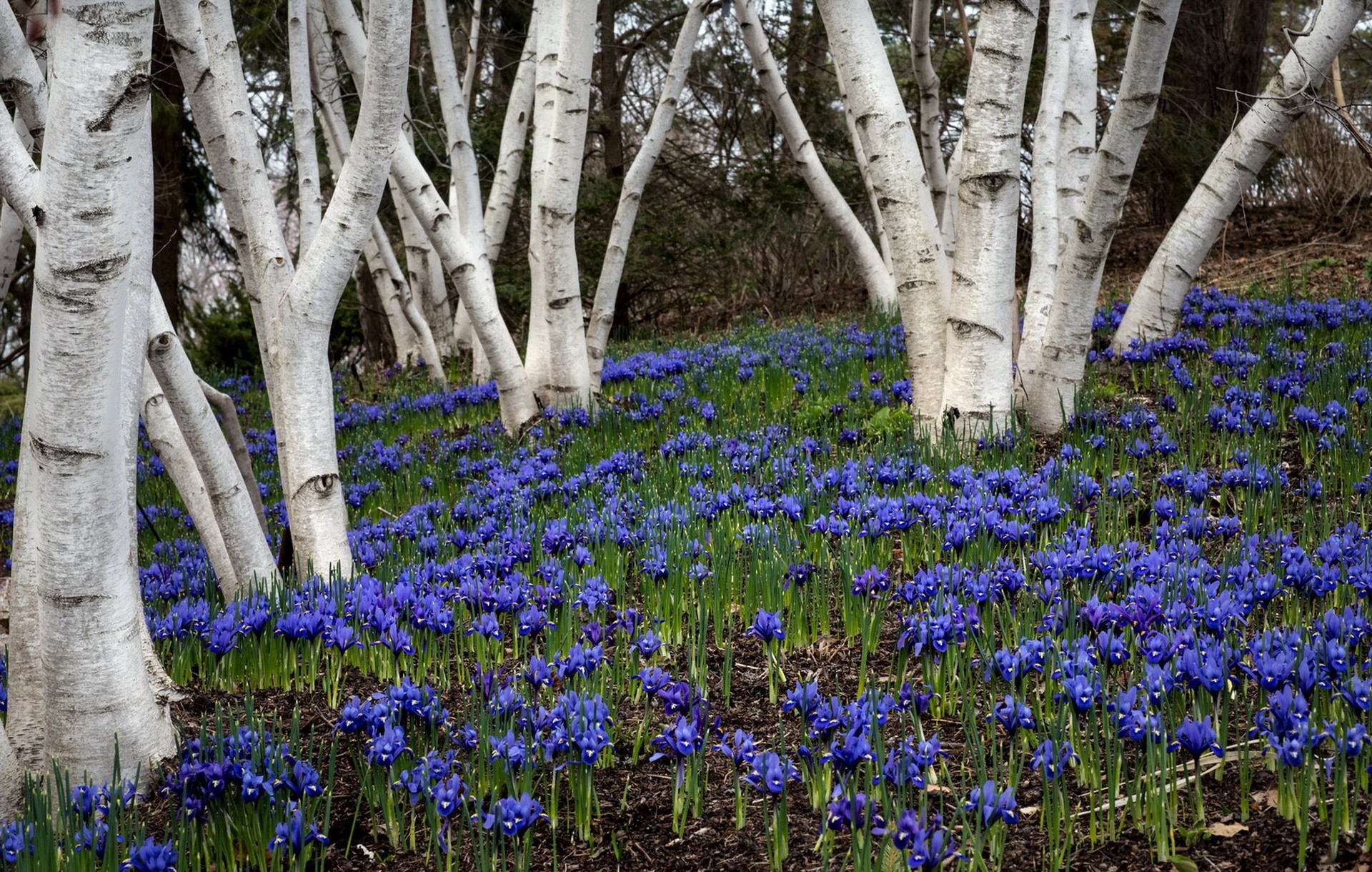745483 免費下載壁紙 自然, 春季, 桦树, 蓝花, 风信子, 花 屏保和圖片
