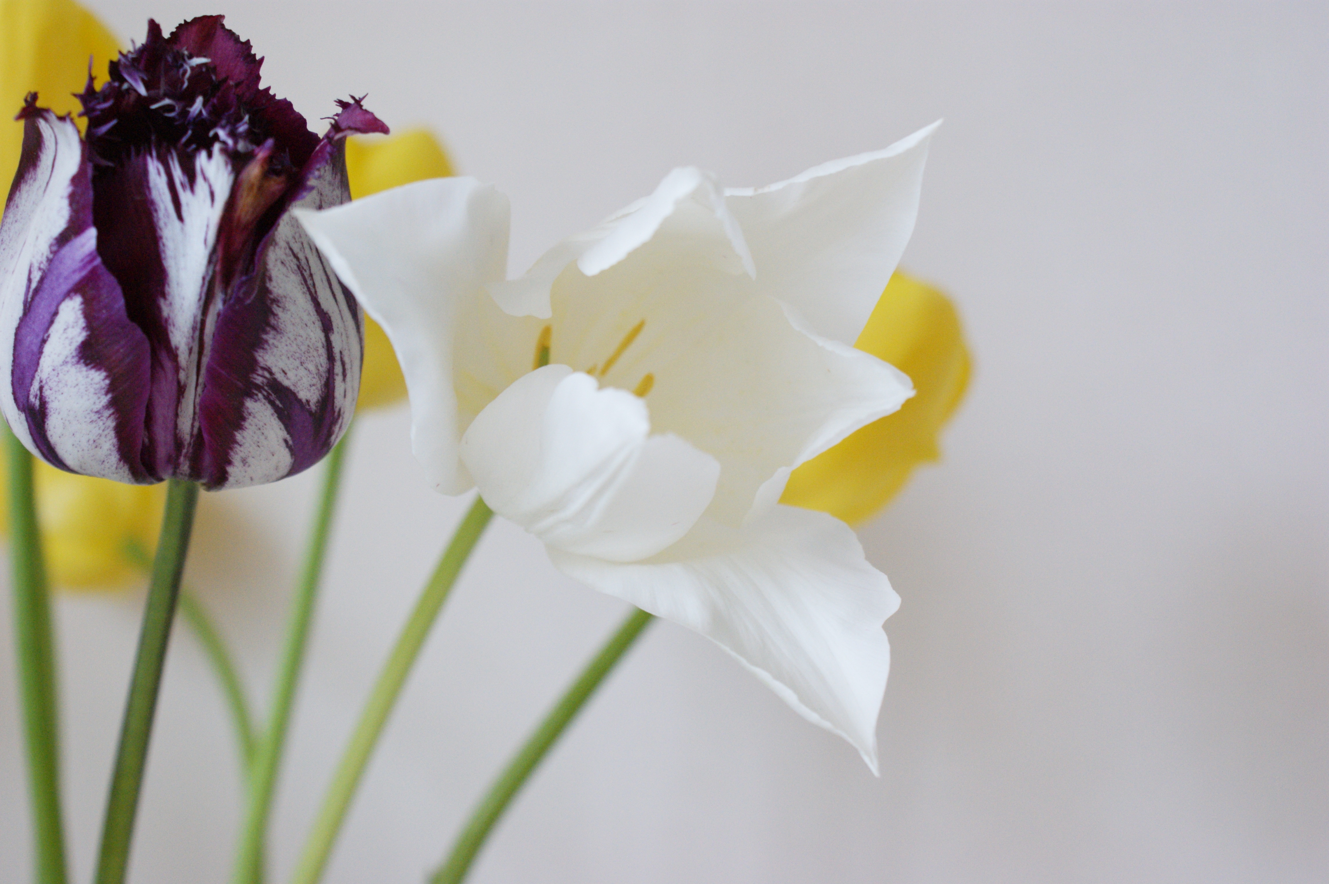 108984 télécharger l'image fleurs, tulipes, démantelé, différent, tiges, licencieux - fonds d'écran et économiseurs d'écran gratuits