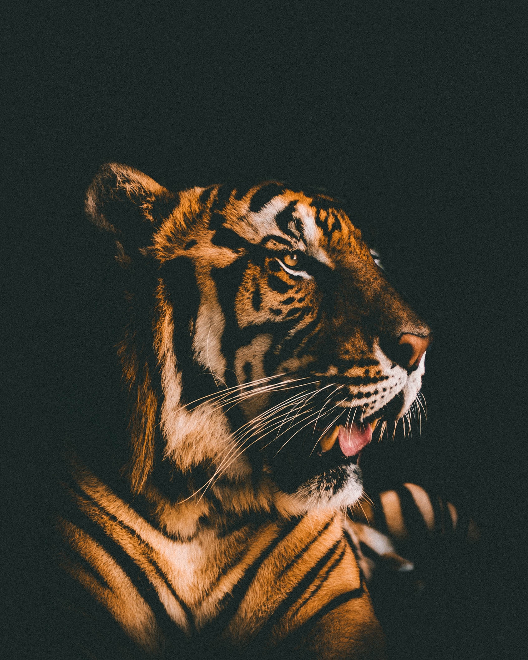 tiger, dark background, animals, muzzle, predator, sight, opinion