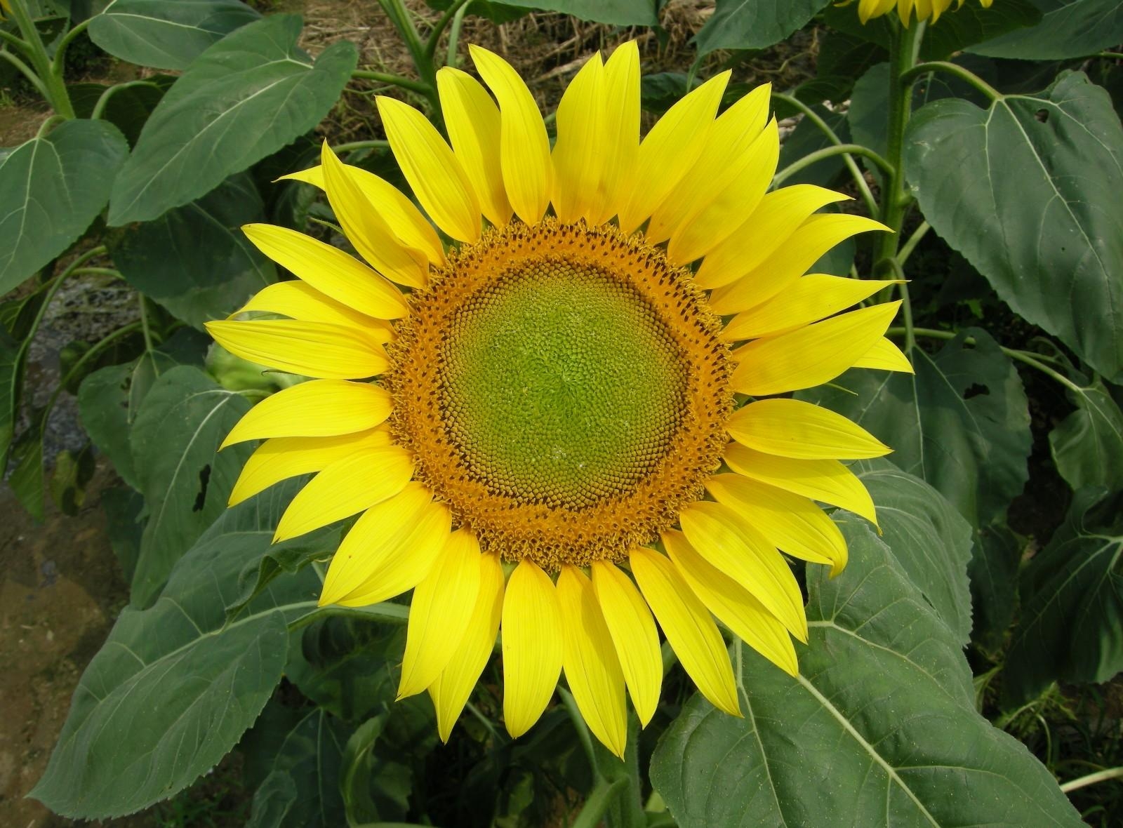 Laden Sie das Hell, Grünen, Grüne, Sonnenblume, Blumen, Sommer-Bild kostenlos auf Ihren PC-Desktop herunter