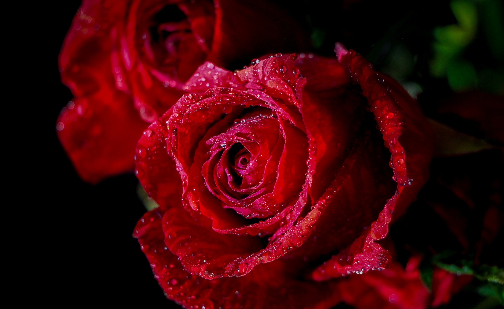 Красная макро роза