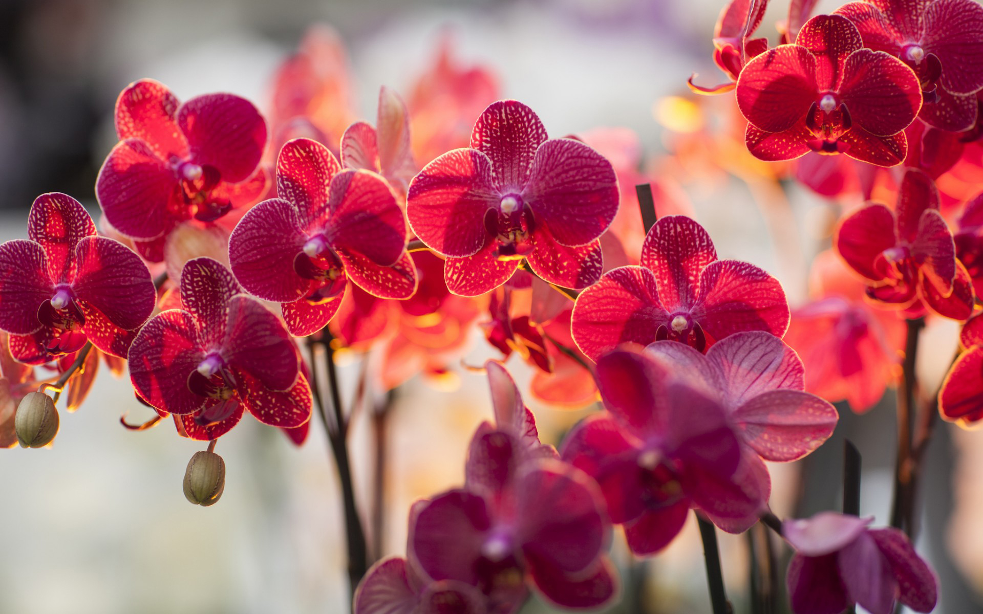 Free HD orchid, earth, flower