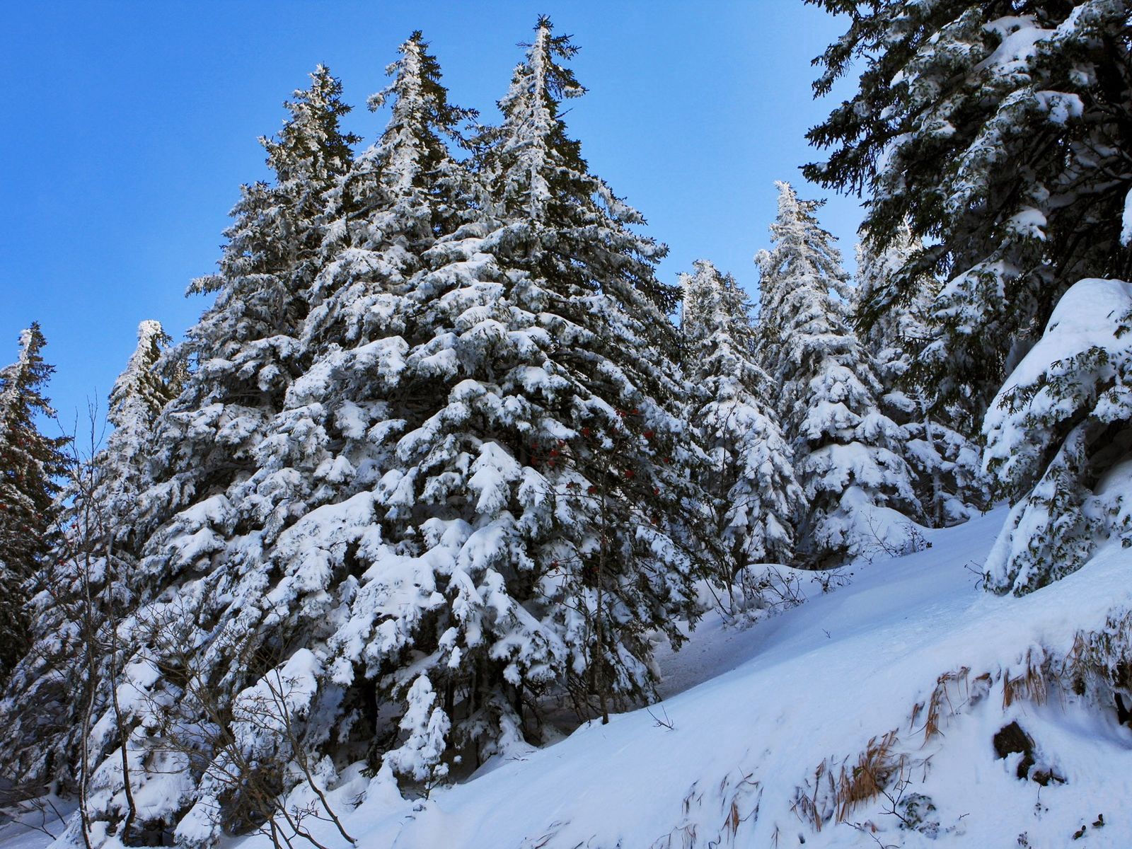 122244 Bild herunterladen natur, schnee, steigung, aß, aßen - Hintergrundbilder und Bildschirmschoner kostenlos