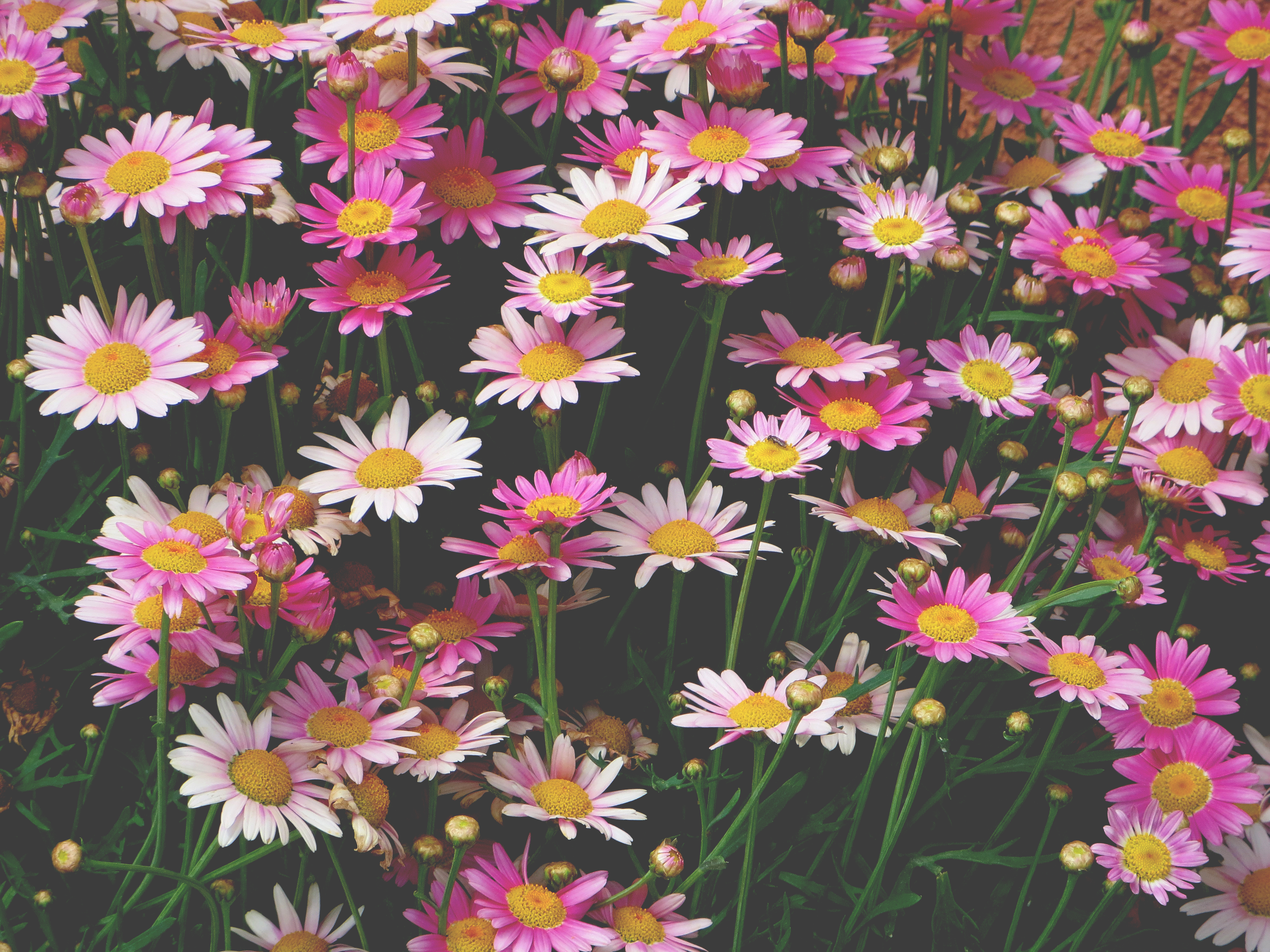 Laden Sie das Kamille, Blumen, Blumenbeet, Rosa-Bild kostenlos auf Ihren PC-Desktop herunter