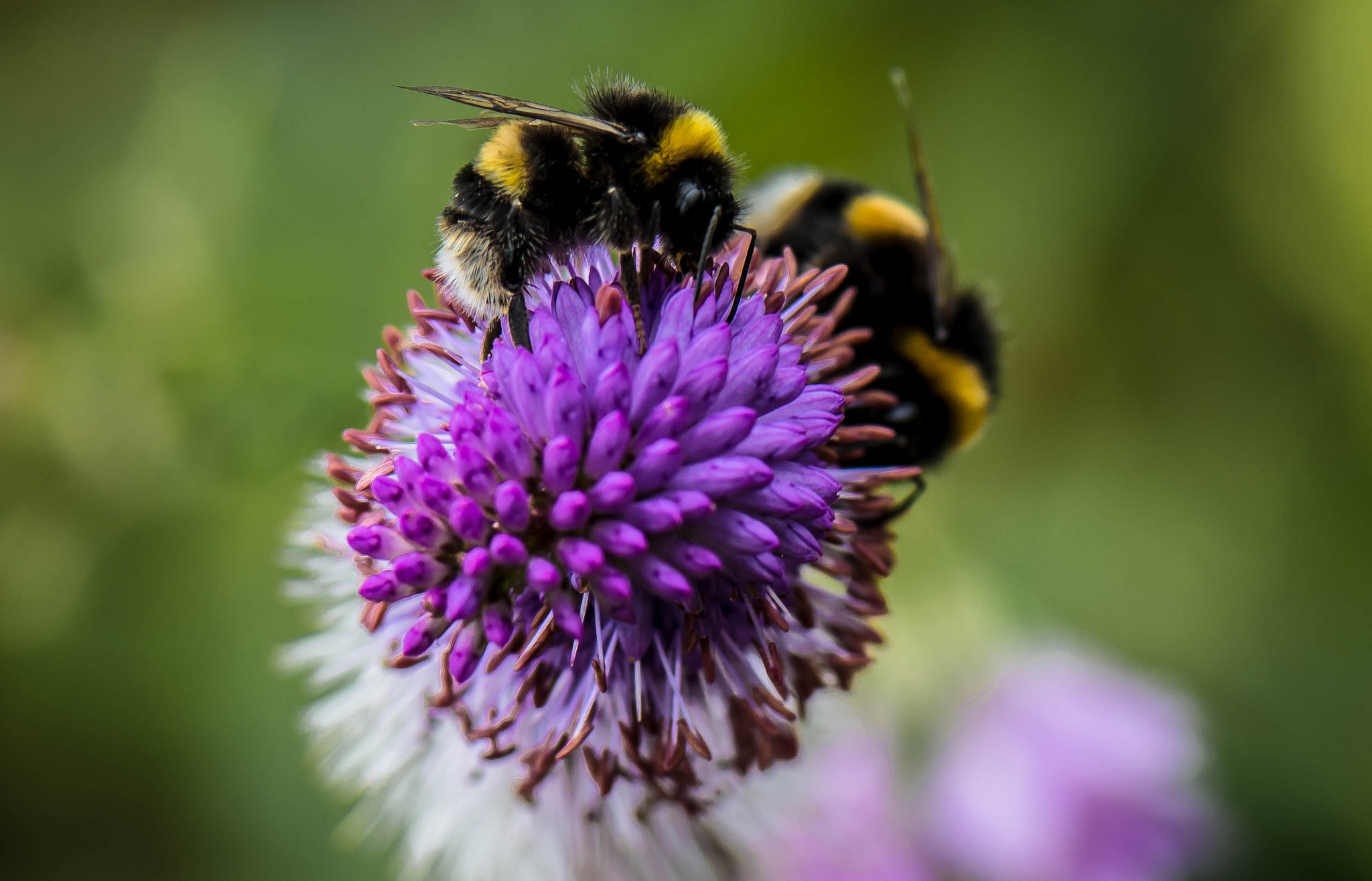 animal, bumblebee, insect, macro, nature, purple flower High Definition image