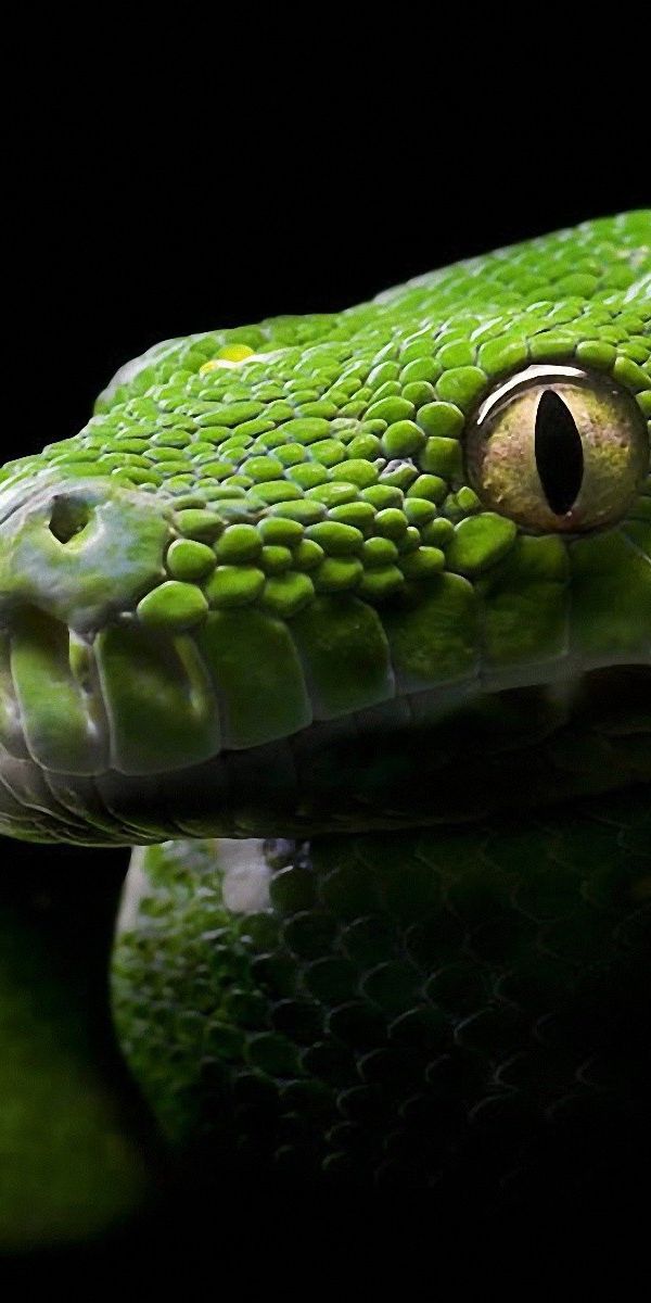 Змеи чувствуют запах. К чему снятся змеи. Видеть во сне змею с яйцами.
