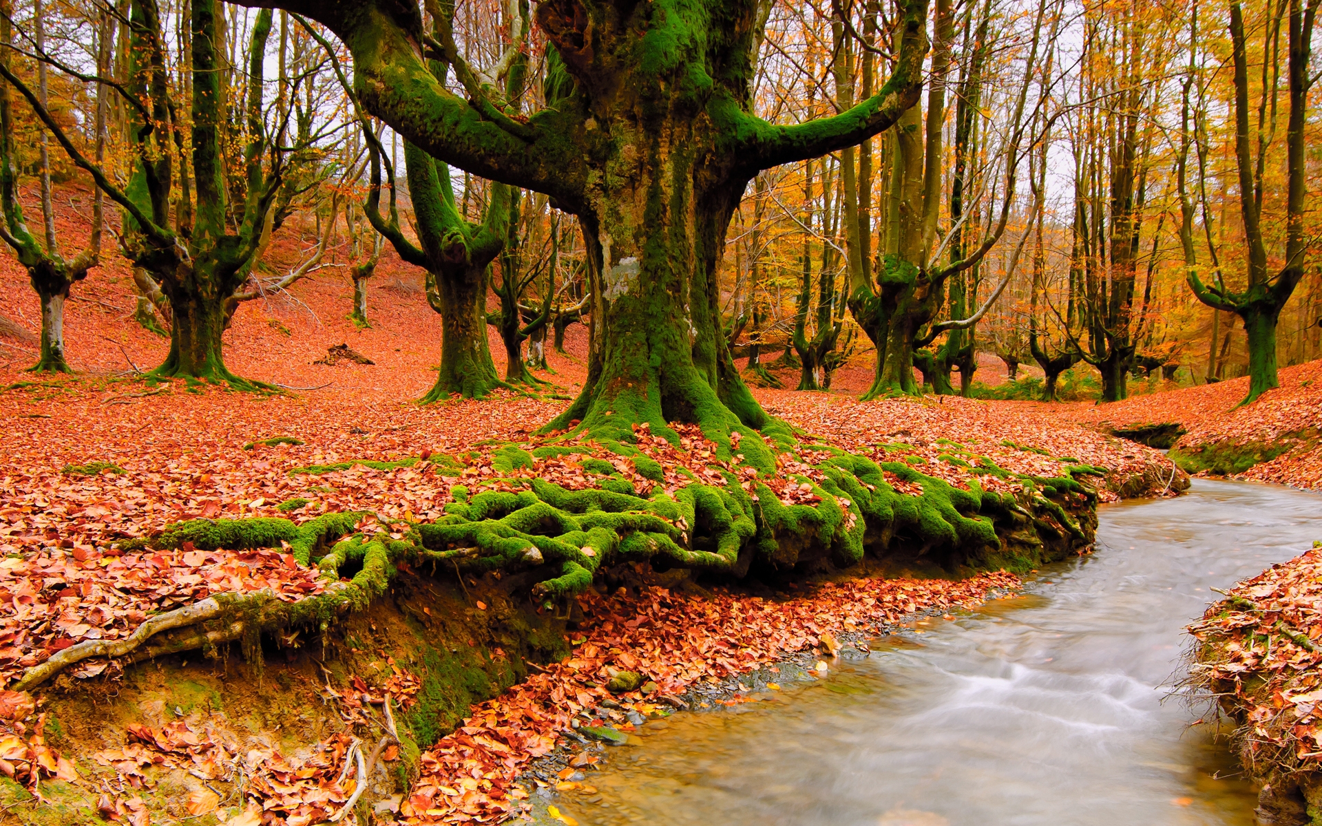 無料モバイル壁紙川, 木, 秋, 風景をダウンロードします。
