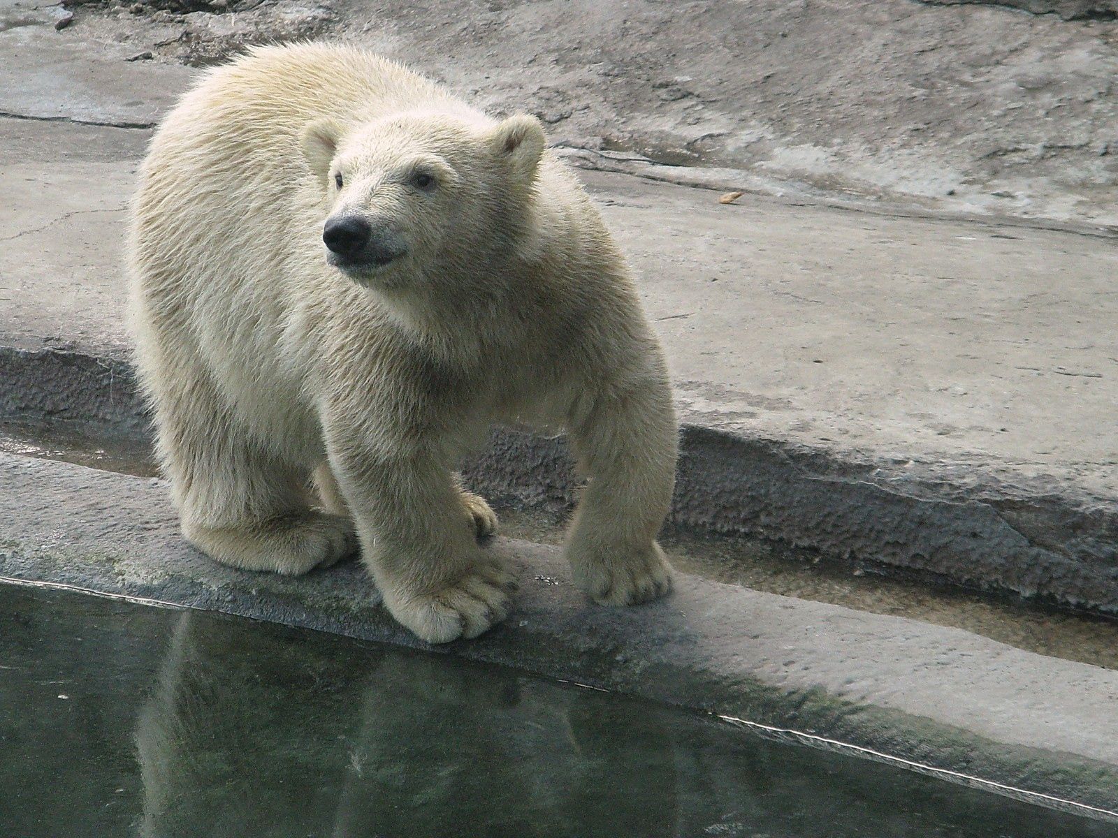 animals, water, polar bear, reserve 4K Ultra