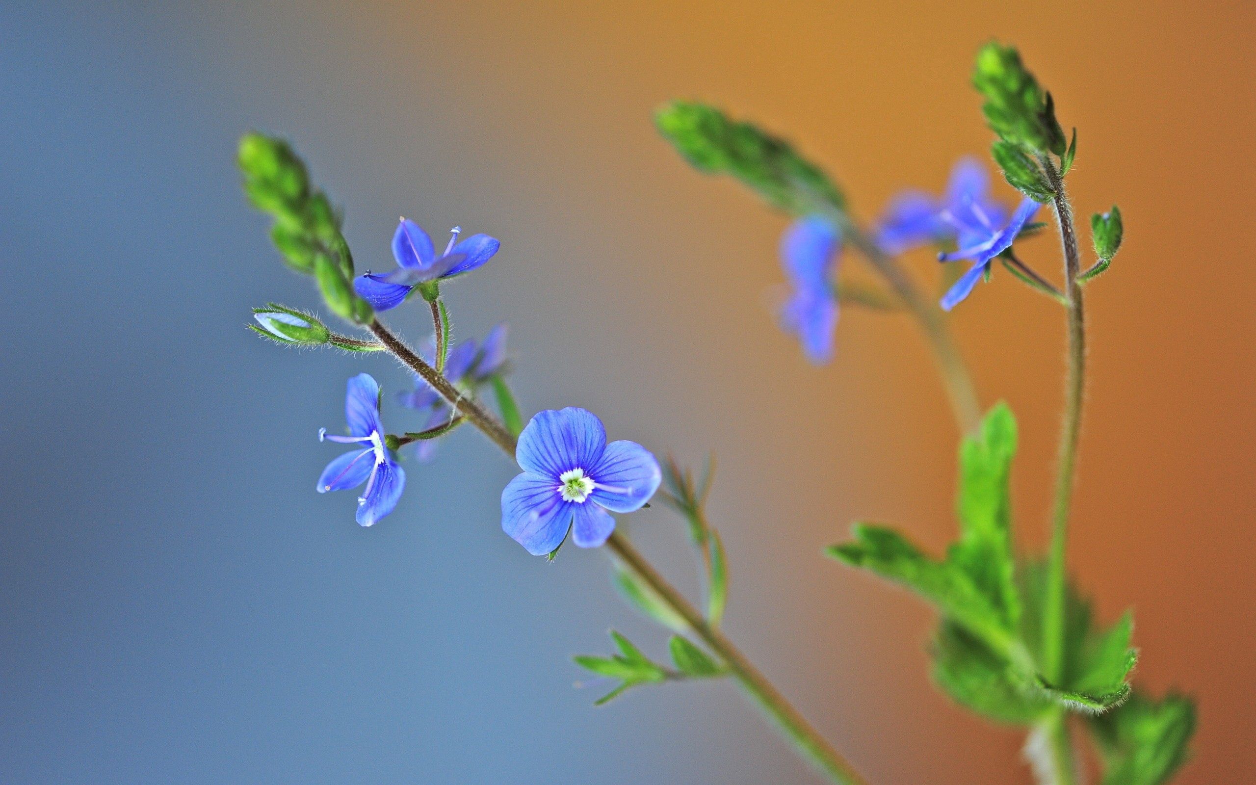 Маленькие синие цветочки полевые