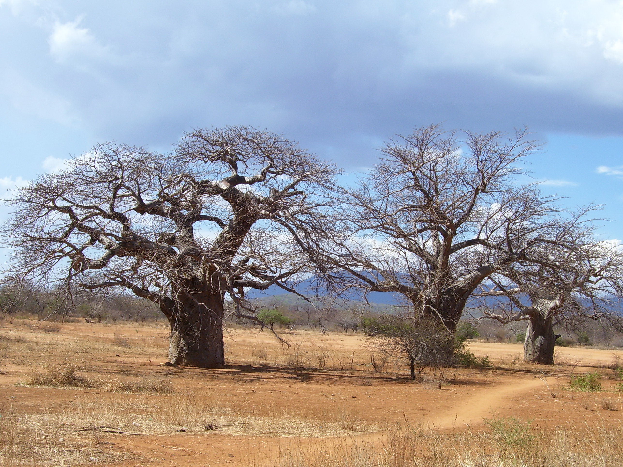 1500076 télécharger le fond d'écran terre/nature, baobab - économiseurs d'écran et images gratuitement