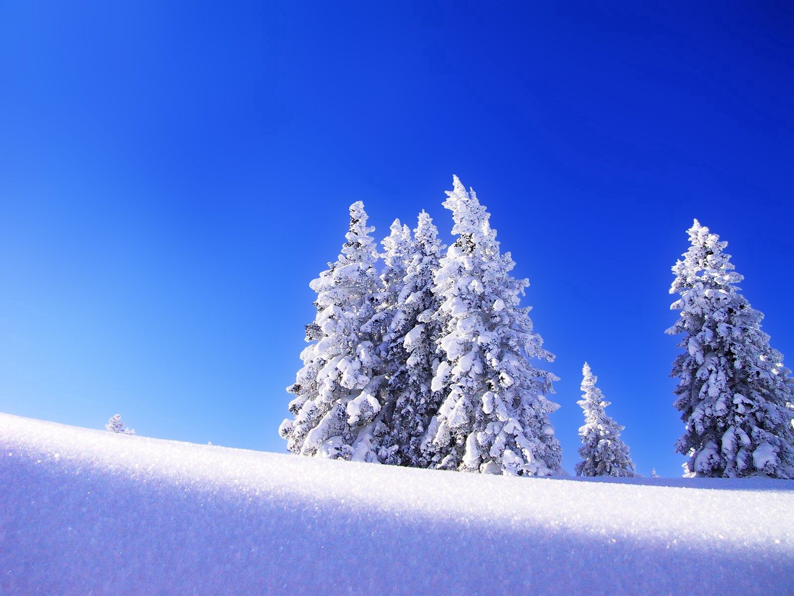 133135 завантажити картинку сніг, зима, природа, гора, підвищення, їли, піднесення - шпалери і заставки безкоштовно