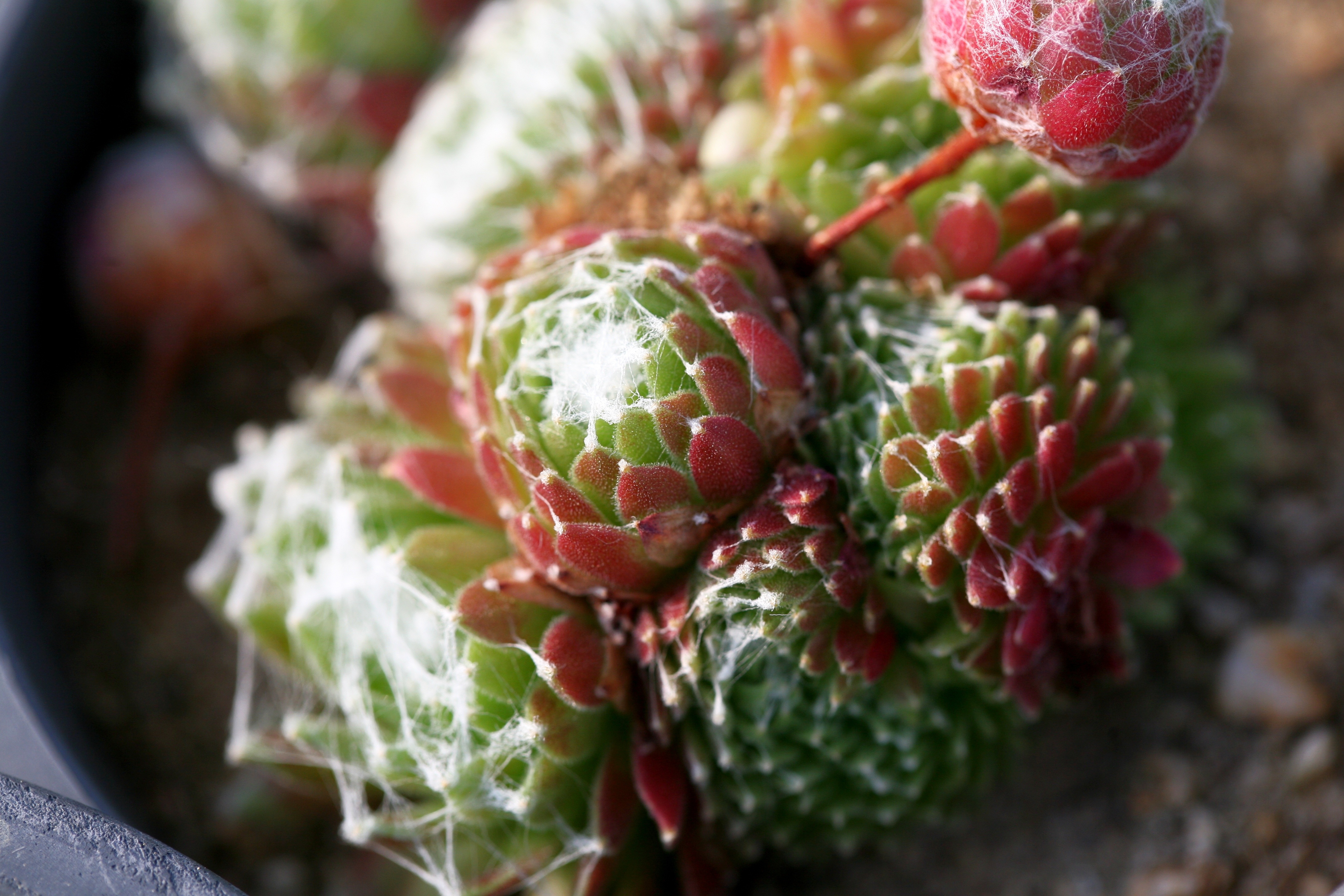 Laden Sie das Makro, Stacheln, Dornen, Blume, Kaktus-Bild kostenlos auf Ihren PC-Desktop herunter