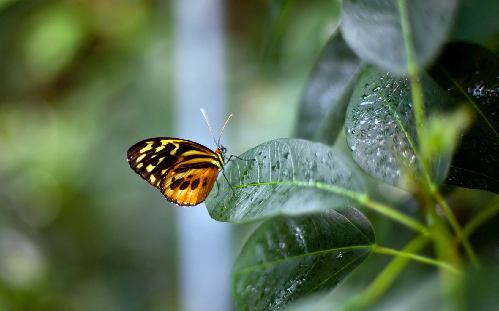 Laden Sie das Pflanze, Blatt, Tiere, Schmetterling, Hintergrund-Bild kostenlos auf Ihren PC-Desktop herunter
