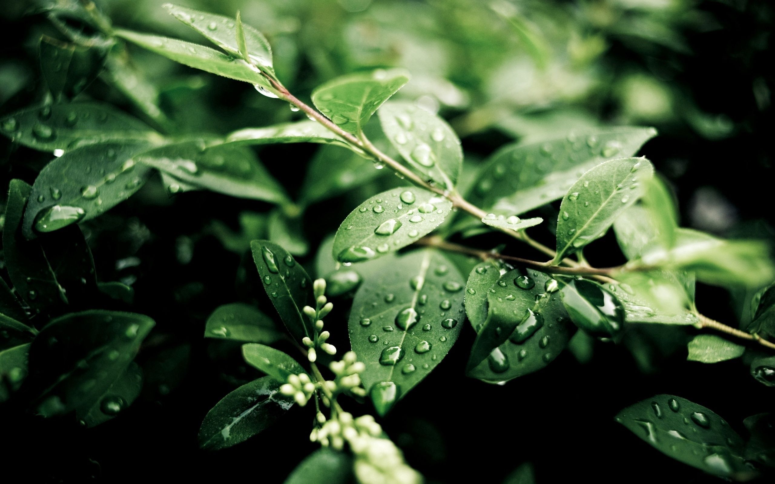 Free download wallpaper Leaves, Summer, Drops, After The Rain, Nature on your PC desktop