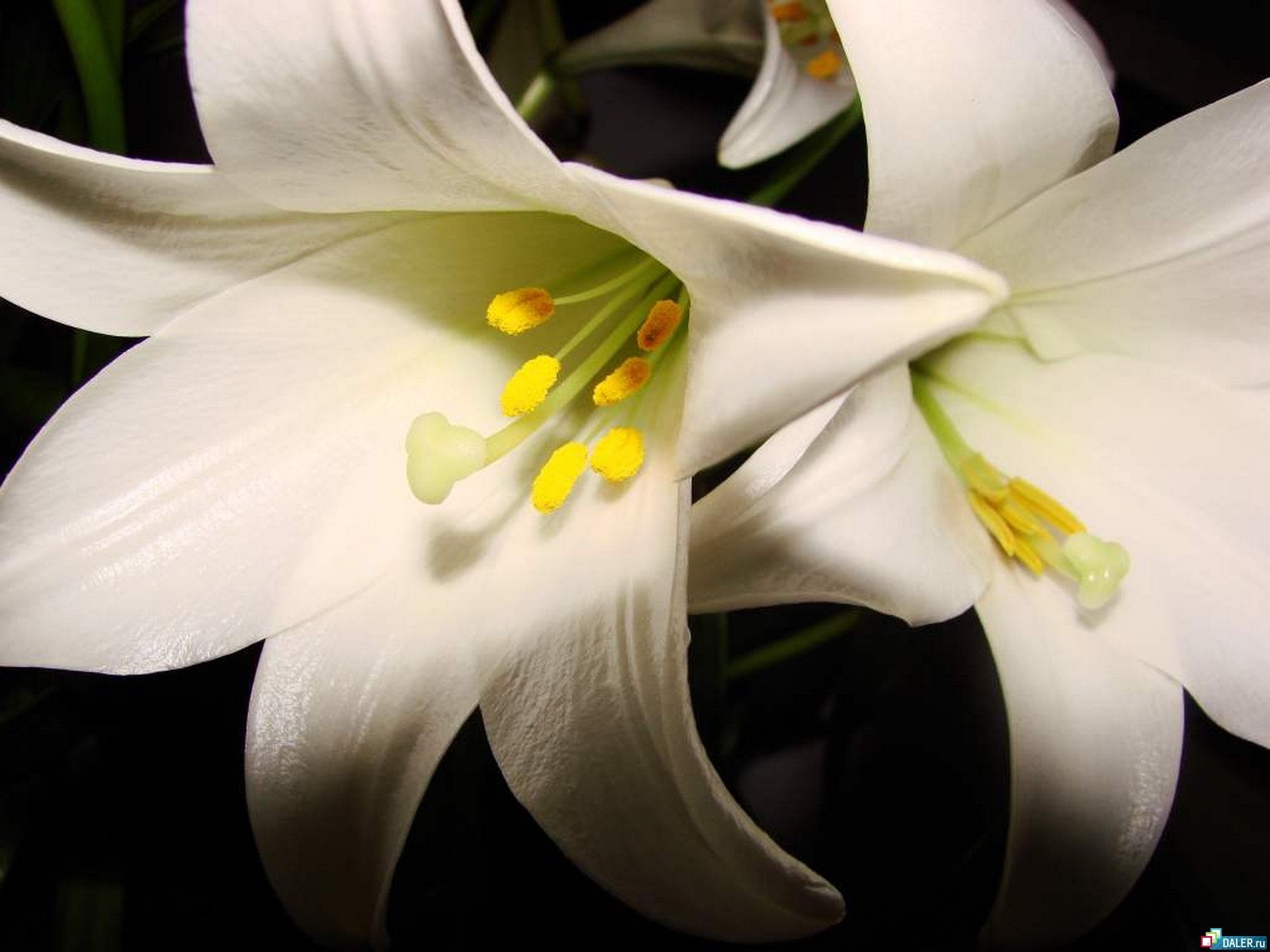 Download mobile wallpaper Plants, Lilies, Flowers for free.