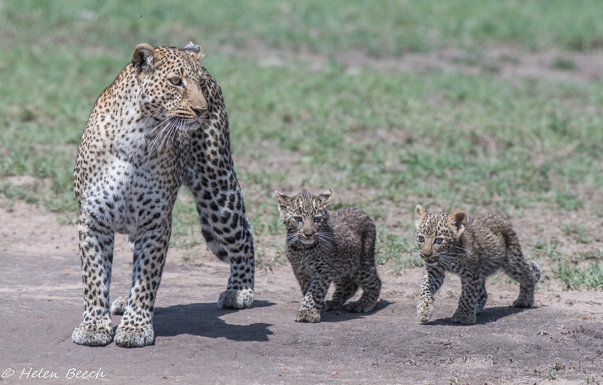 Дальневосточный леопард мать с детенышами