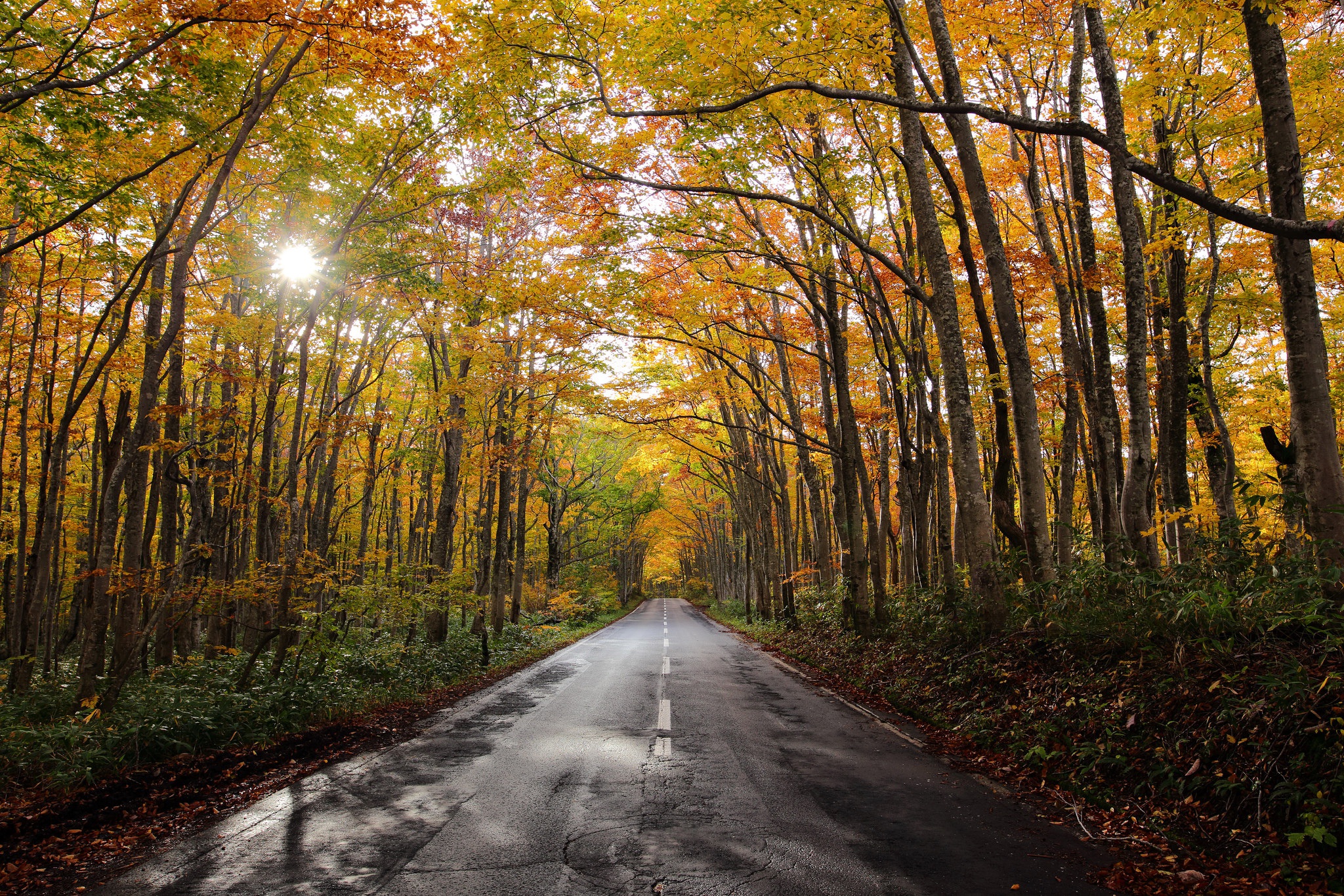 Осенняя дорога. Желто-бежевый осенний лес. По Лесной дороге осенью. Картинки осенняя дорога велосипед.