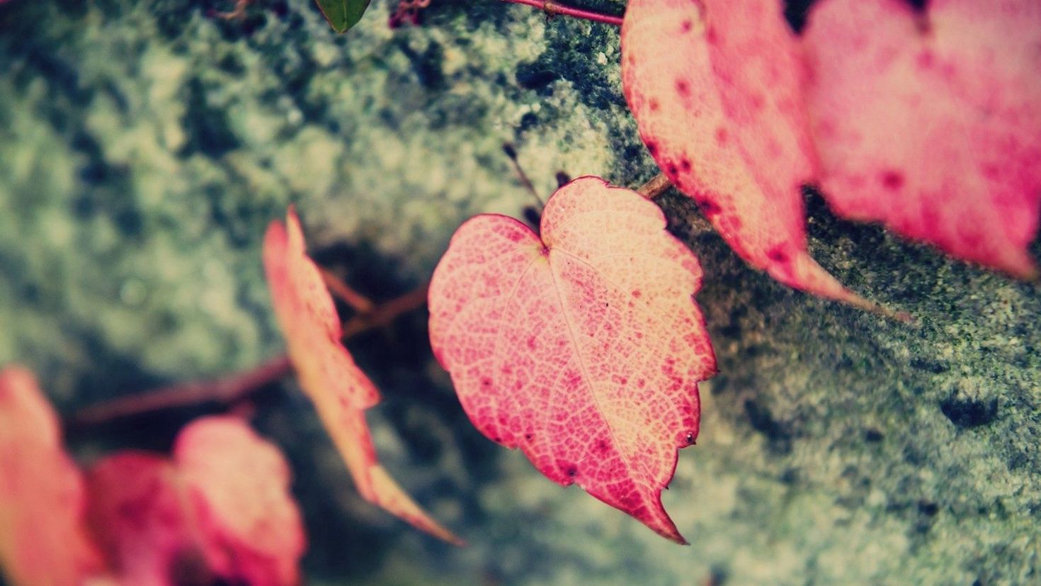 Нежные листья 2. Розовый лист. Нежные листики. Растение с листьями сердечками. Сердце в природе.