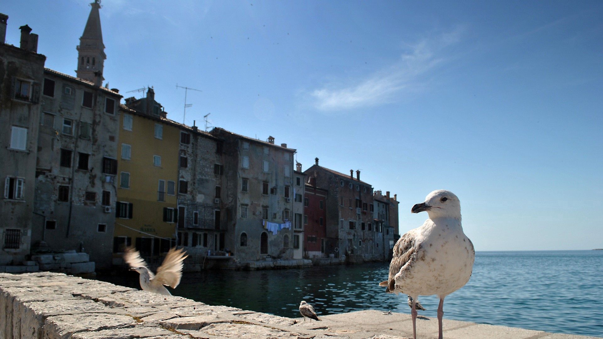 animals, sea, building, bird, gull, seagull Image for desktop