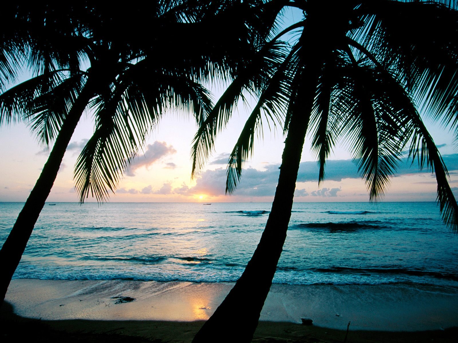 earth, sunset, barbados, horizon, nature, ocean, palm tree, silhouette, sky 2160p