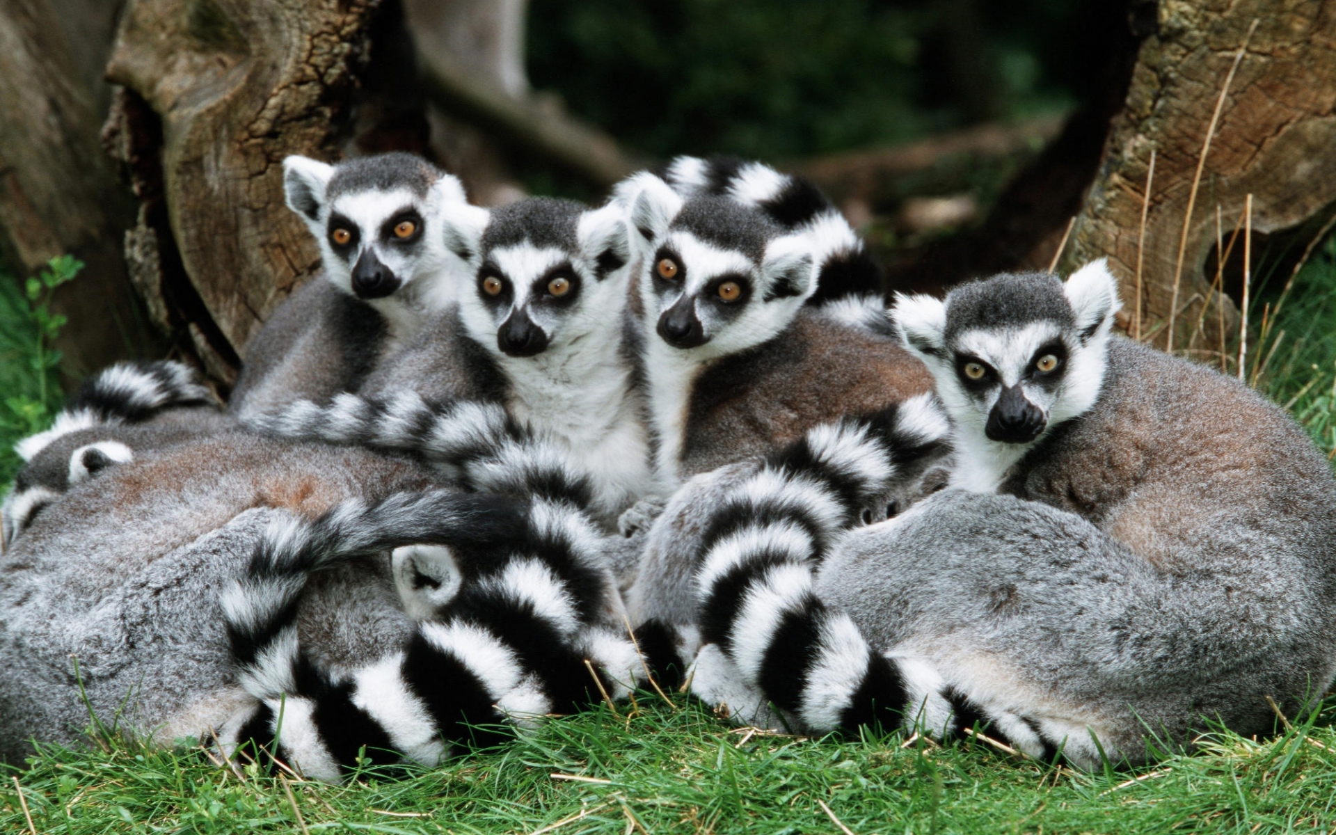 288594 Bild herunterladen tiere, lemur, affen - Hintergrundbilder und Bildschirmschoner kostenlos