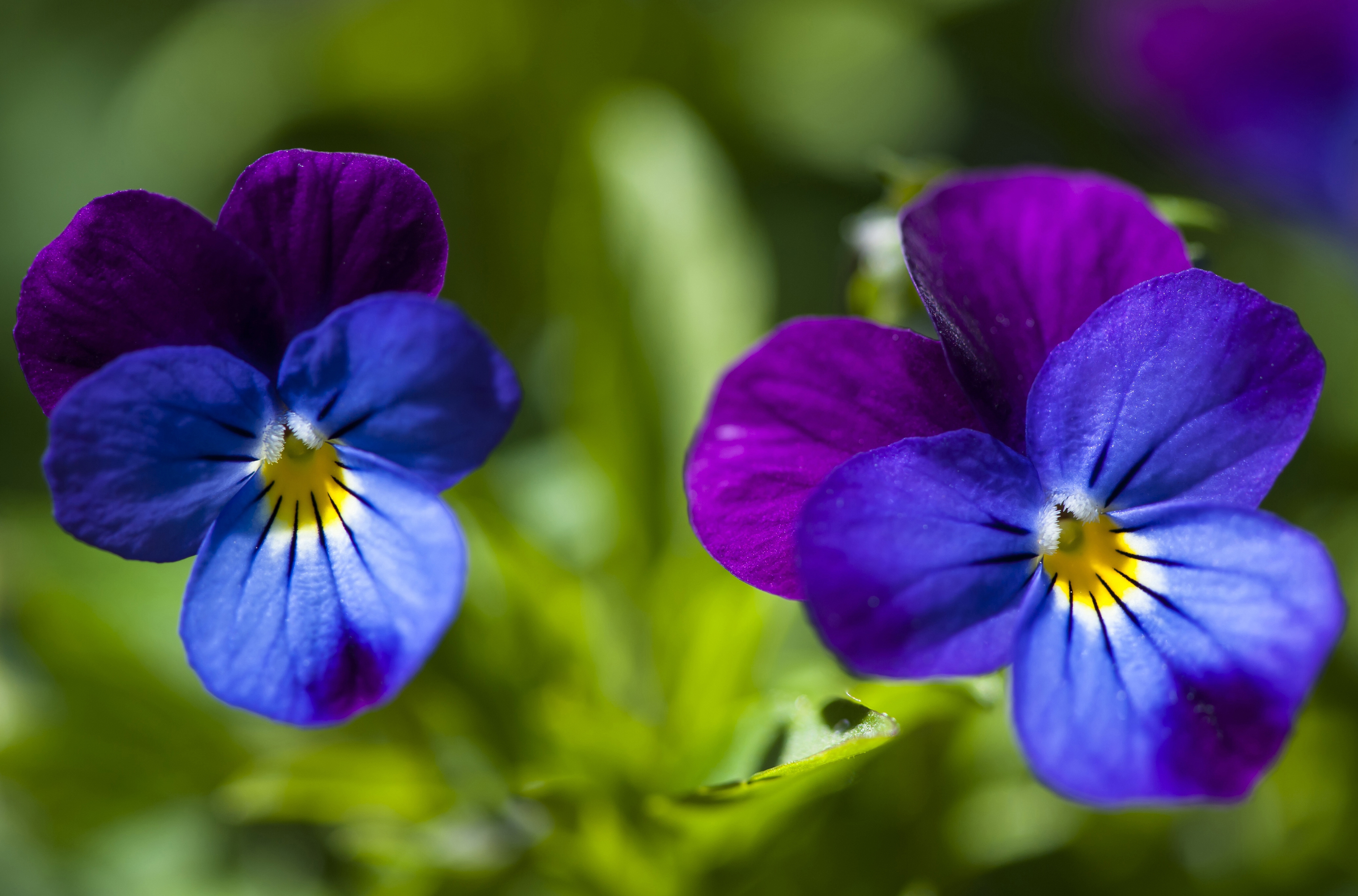 Анютины глазки (Viola Tricolor)