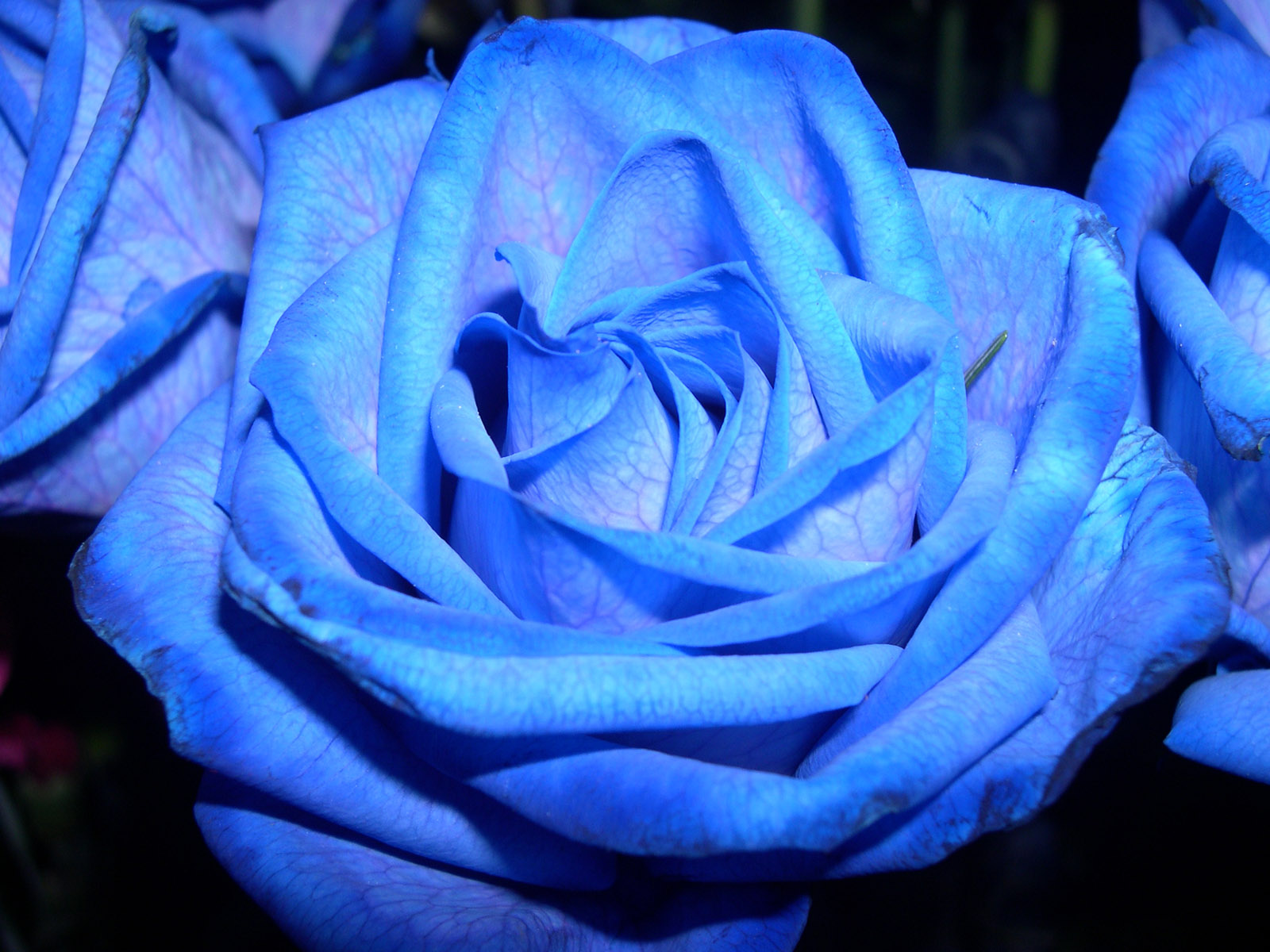 Роза синь сити фото