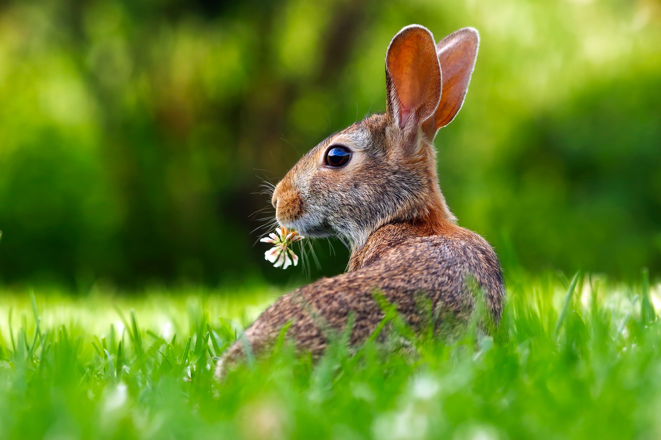 animal, hare, blur, close up, grass, rabbit