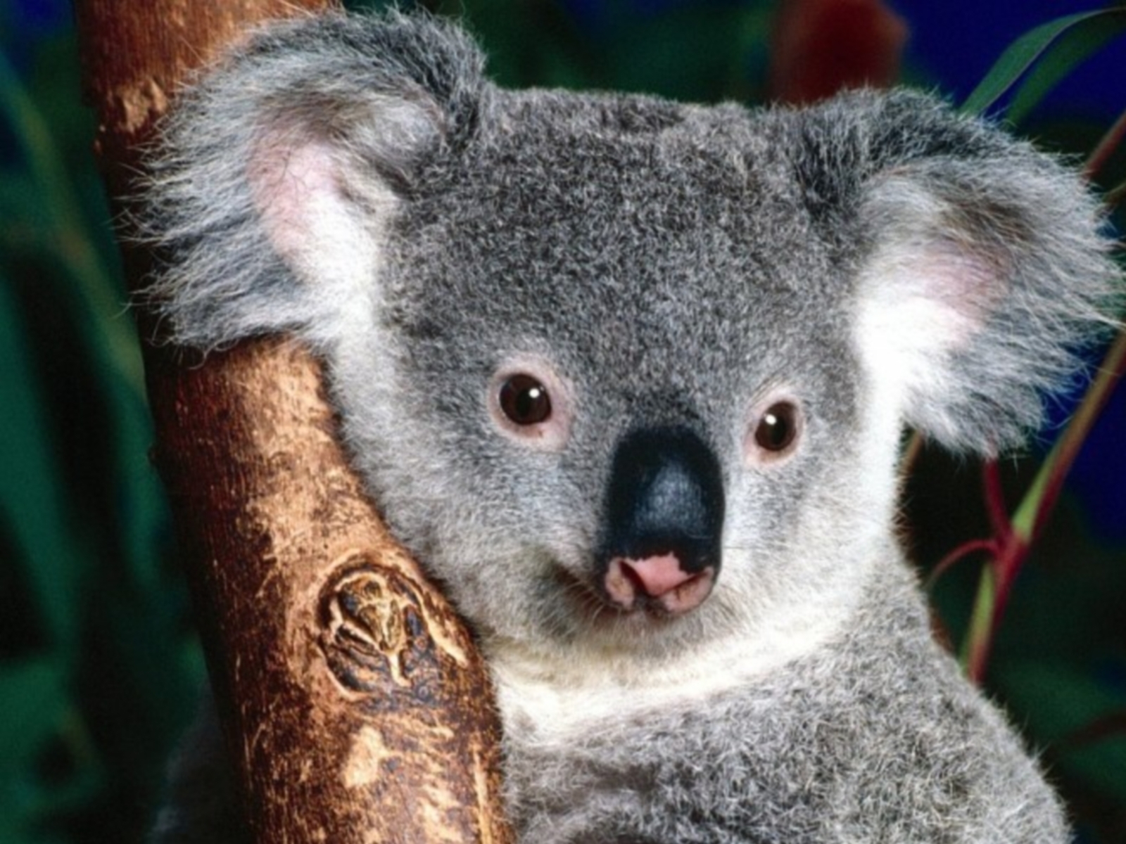 6062 descargar fondo de pantalla animales, koalas, gris: protectores de pantalla e imágenes gratis