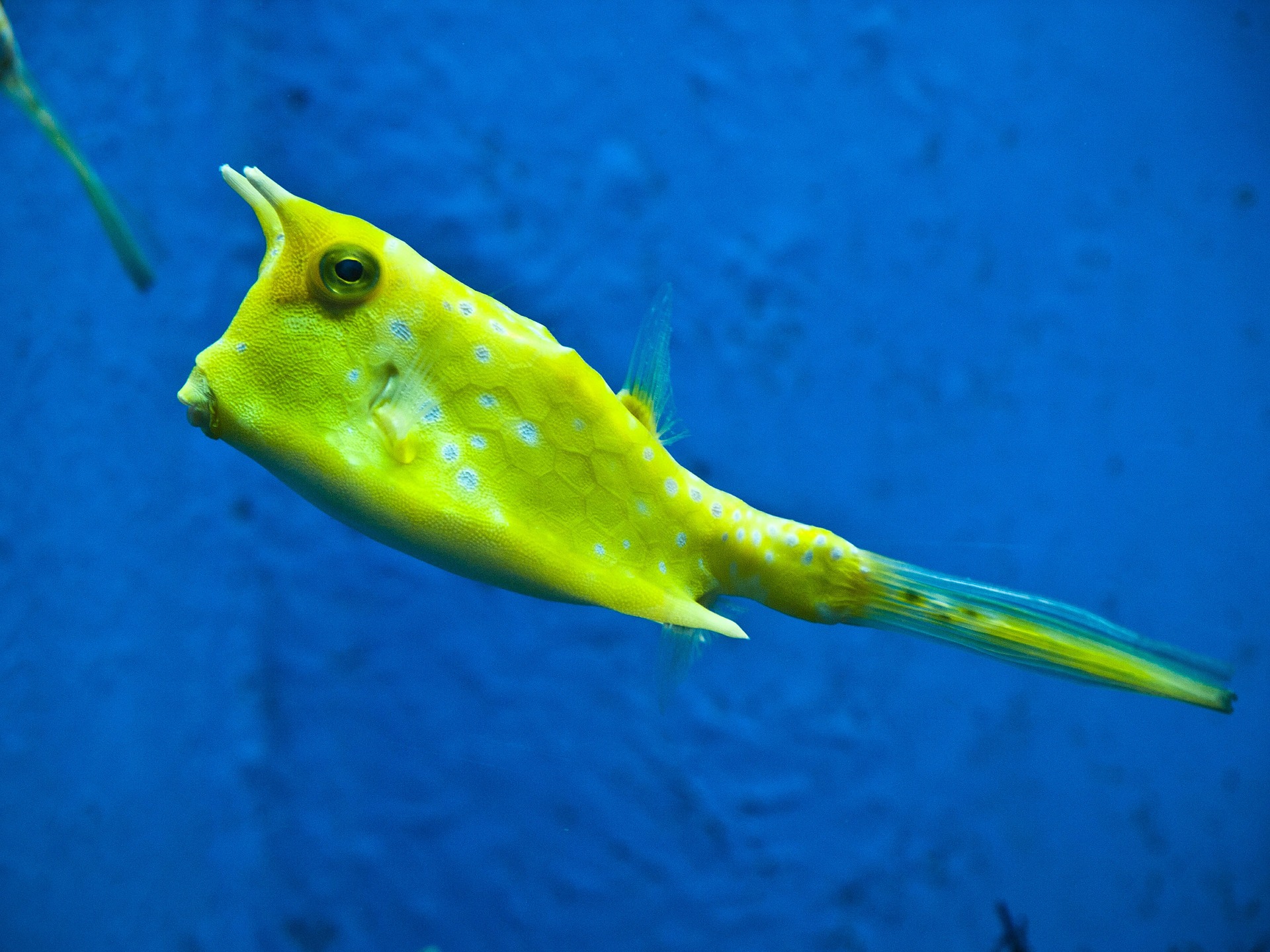 Download mobile wallpaper Funny, Fishes, Animal, Fish, Weird, Longhorn Cowfish for free.