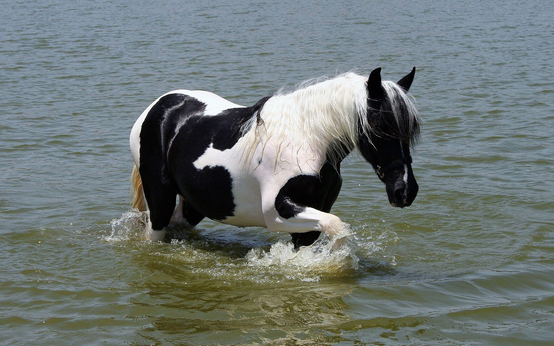 Free download wallpaper Animals, Rivers, Spotty, Beautiful, Stroll, Spotted, Horse on your PC desktop
