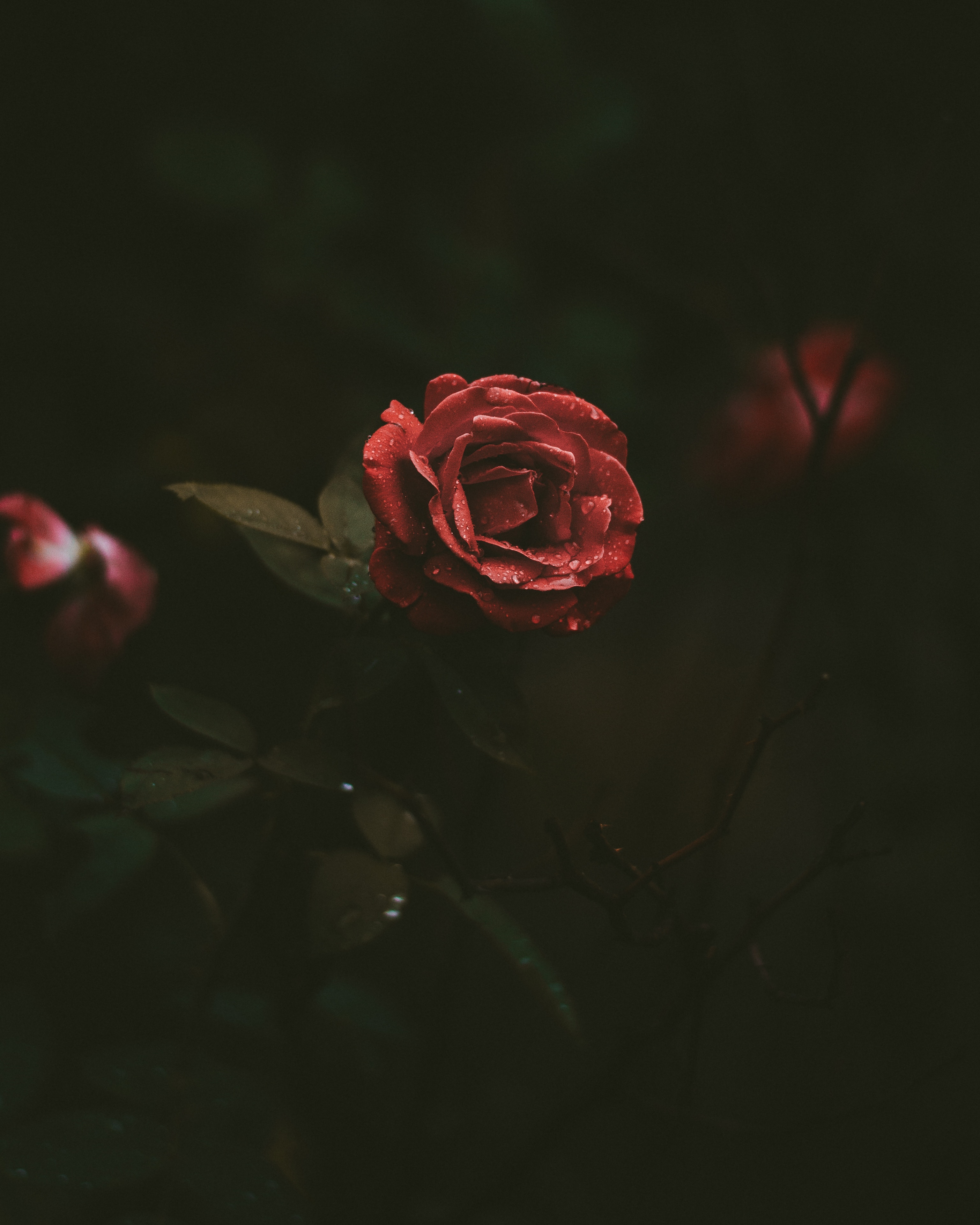dark background, drops, dark, rose flower, rose, bud mobile wallpaper
