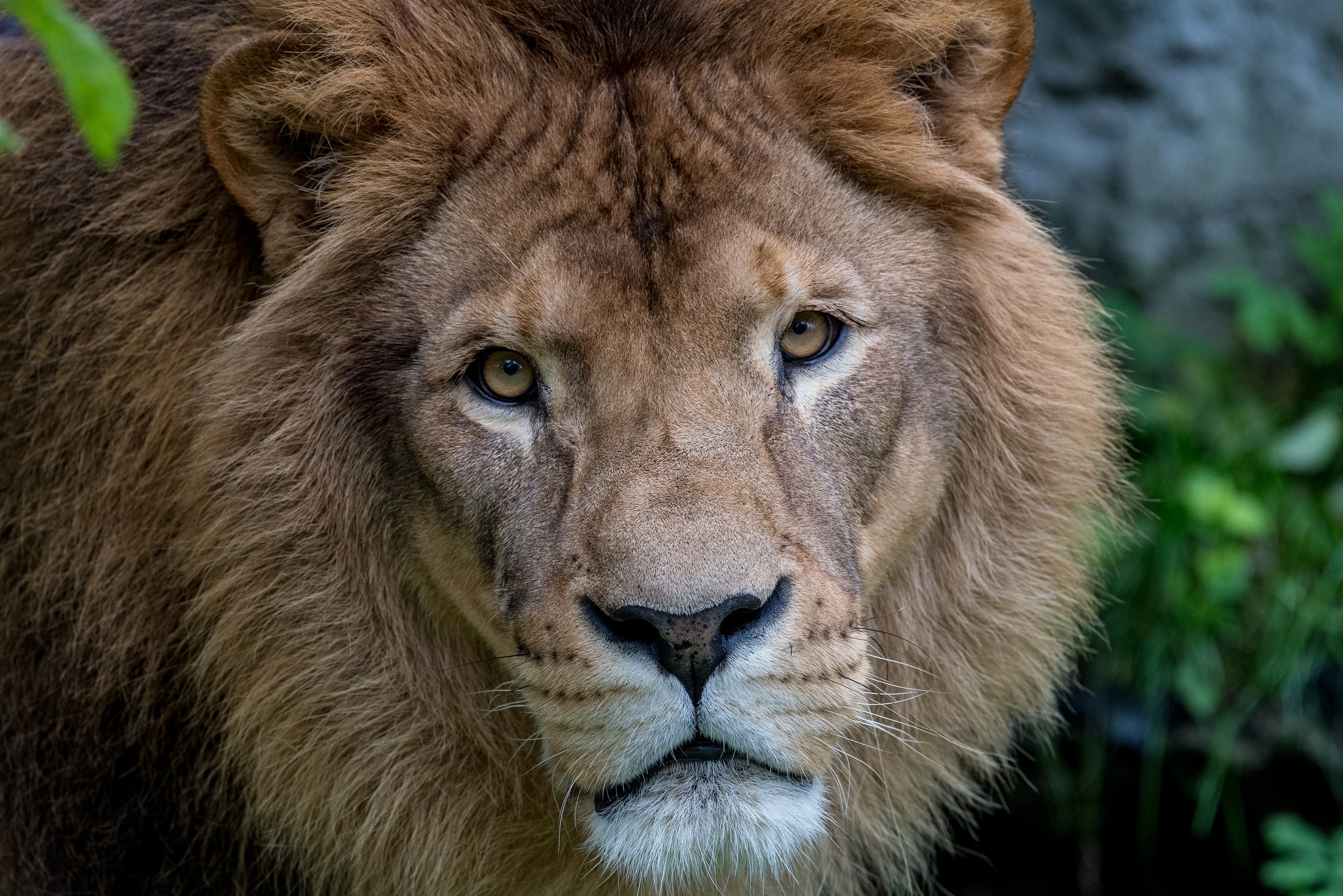 Фото львов в хорошем качестве на аватарку